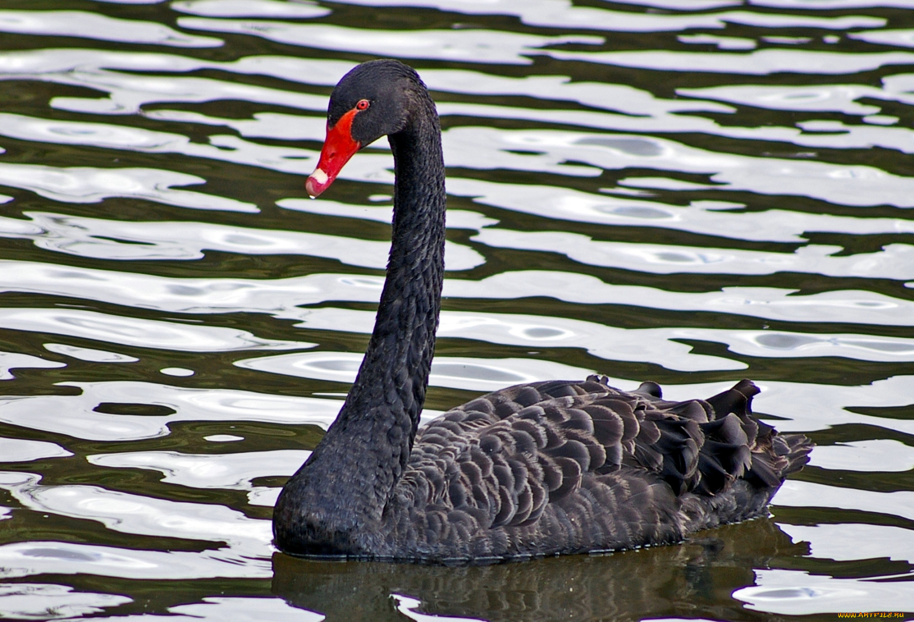 животные, лебеди, черный, перья, вода