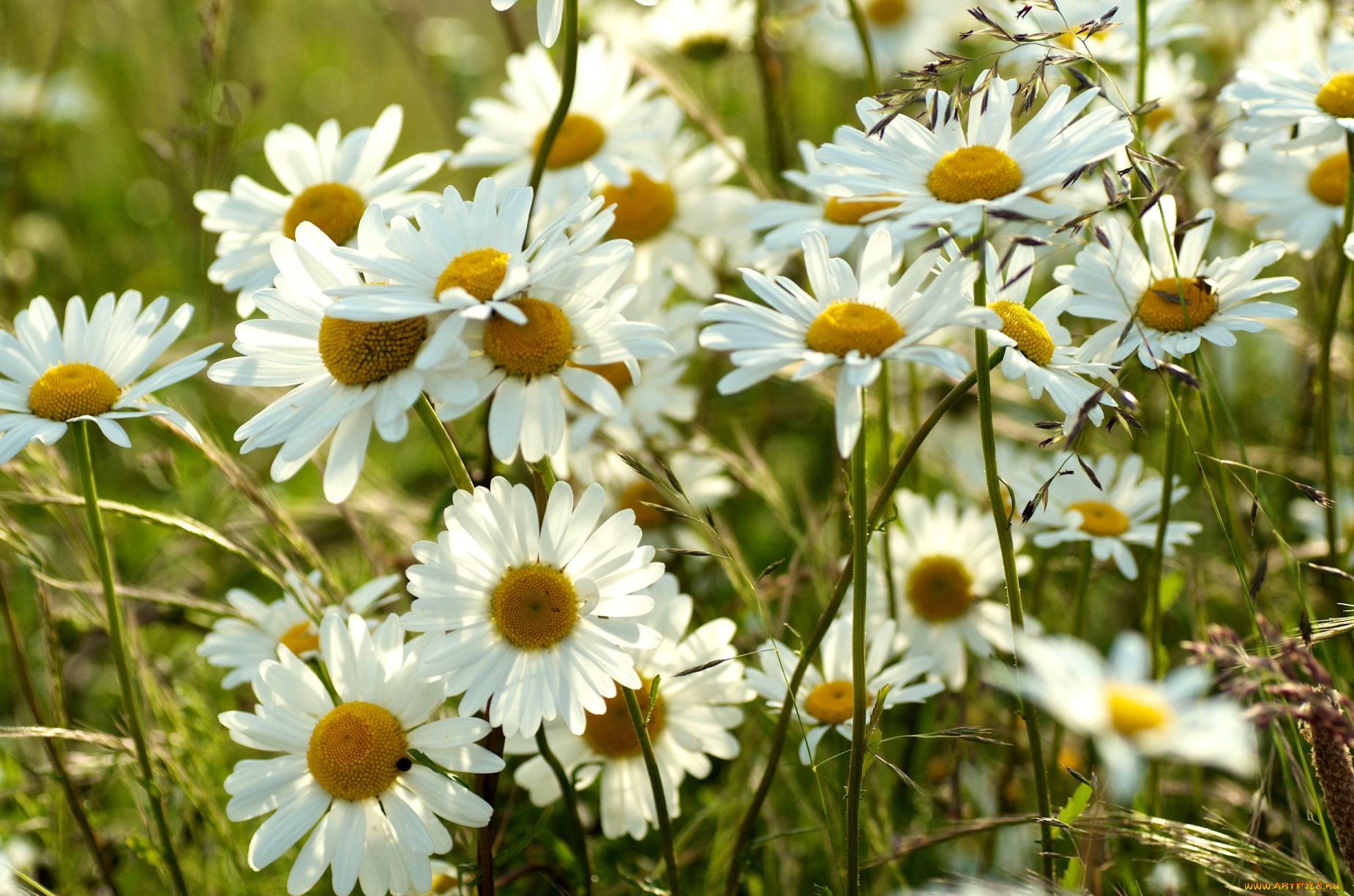 цветы, ромашки, луг, лепестки