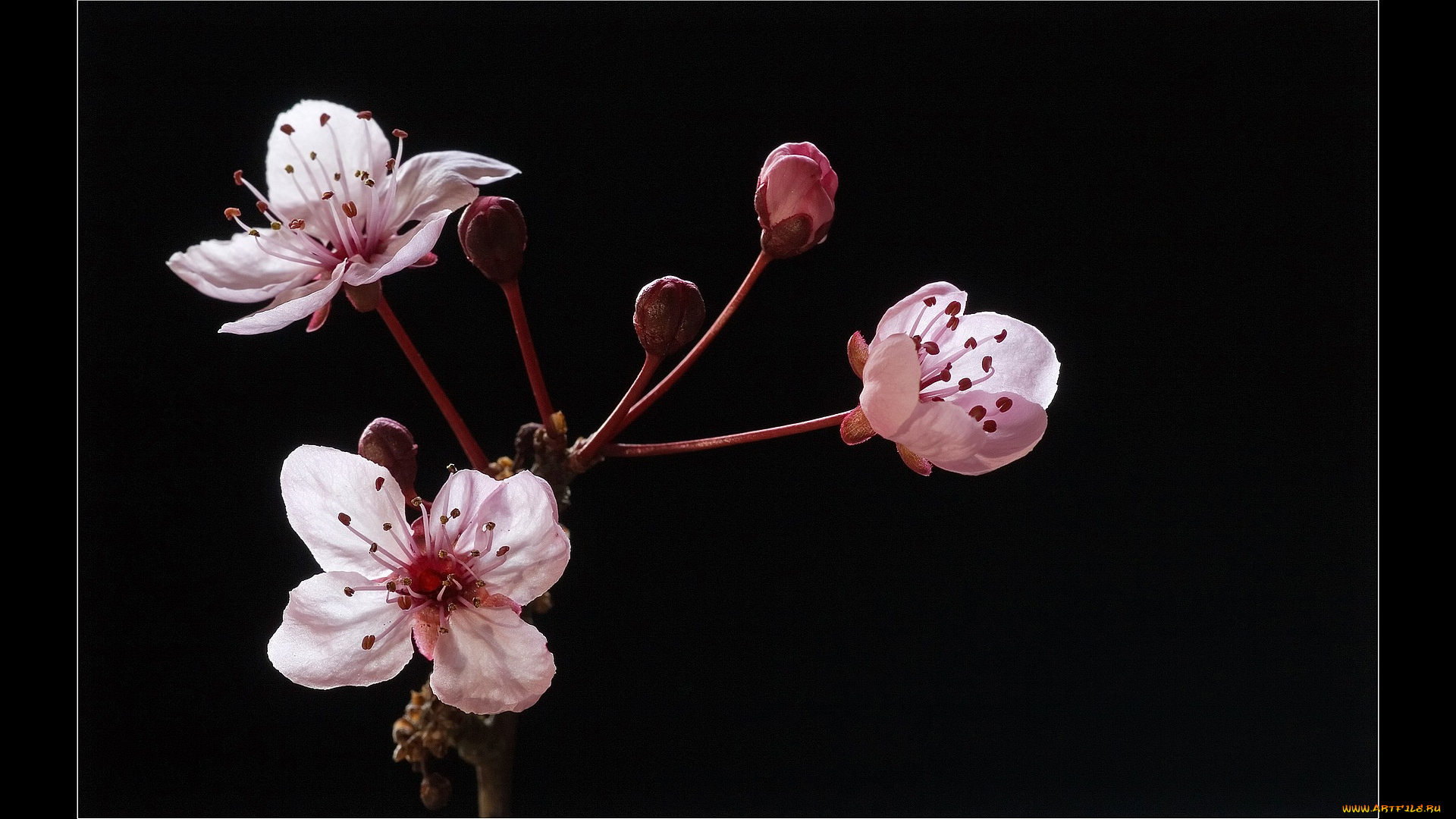 цветы, цветущие, деревья, кустарники, вишня