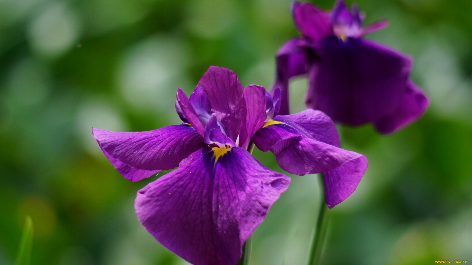 цветы, ирисы, лиловый