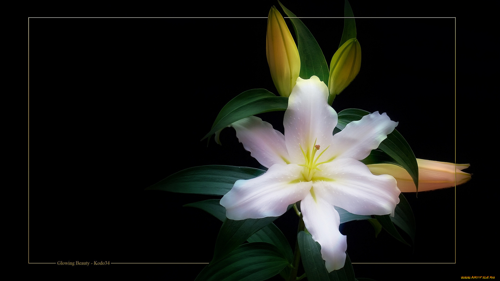 цветы, лилии, лилейники