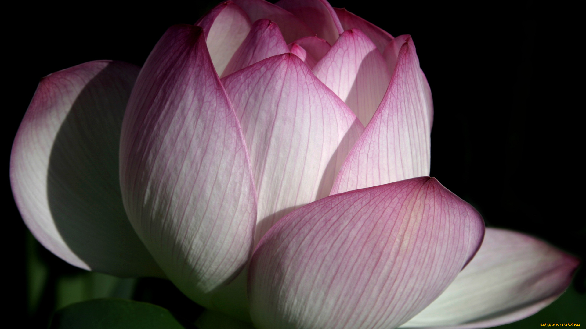 цветы, лотосы, лотос