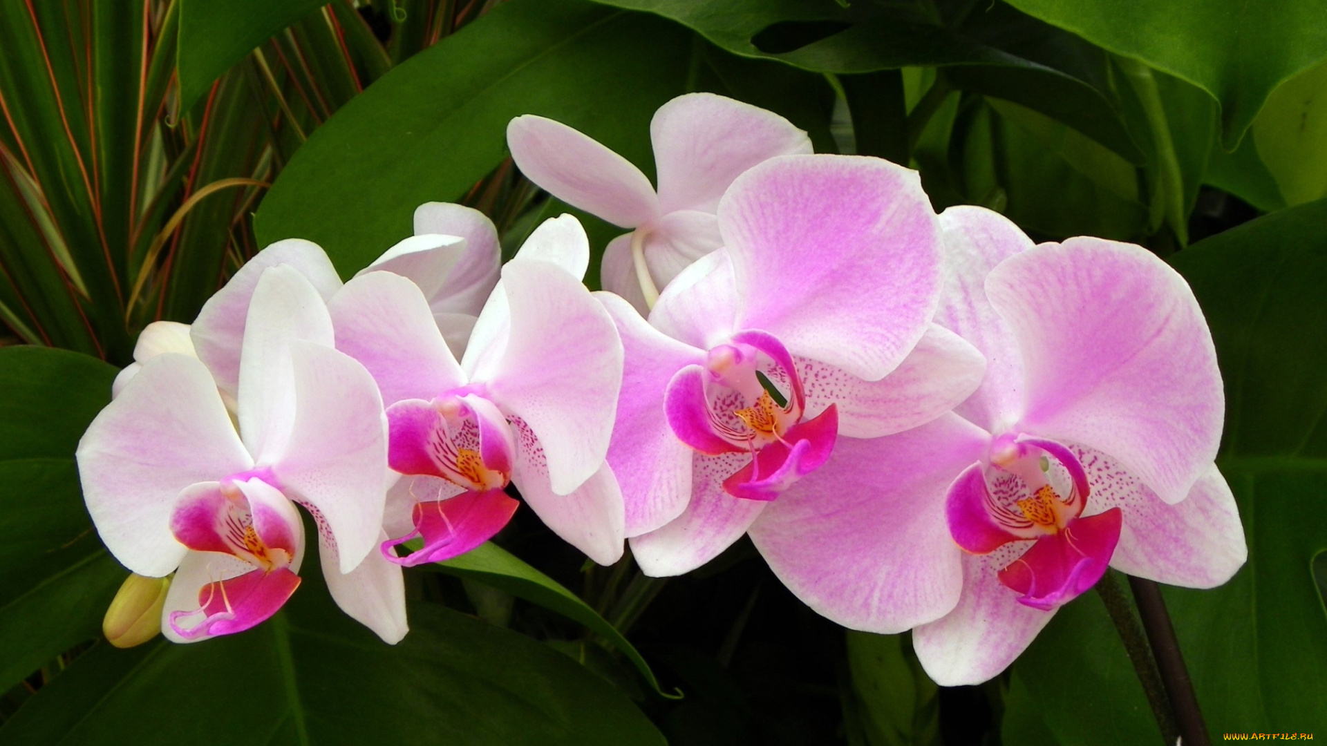 цветы, орхидеи, ветка, розовый