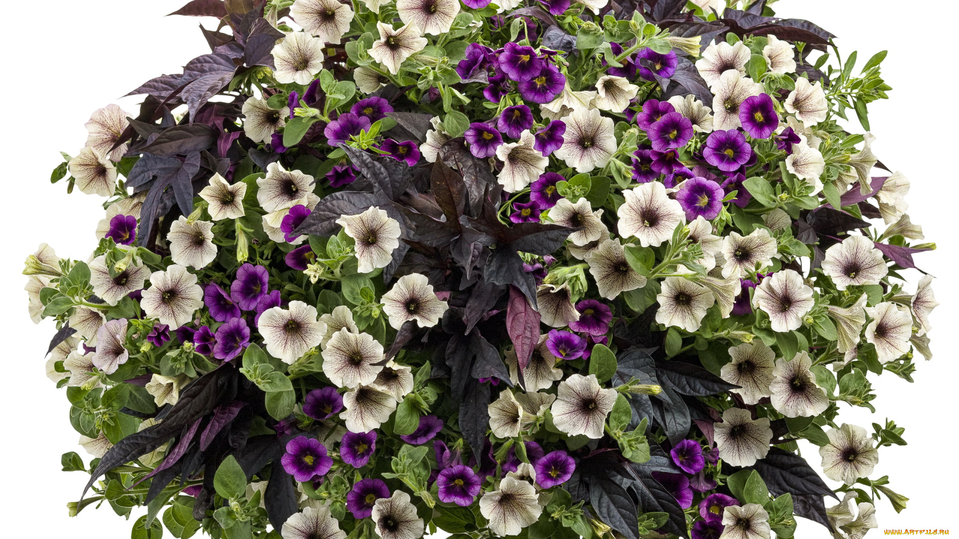 цветы, петунии, калибрахоа, calibrachoa