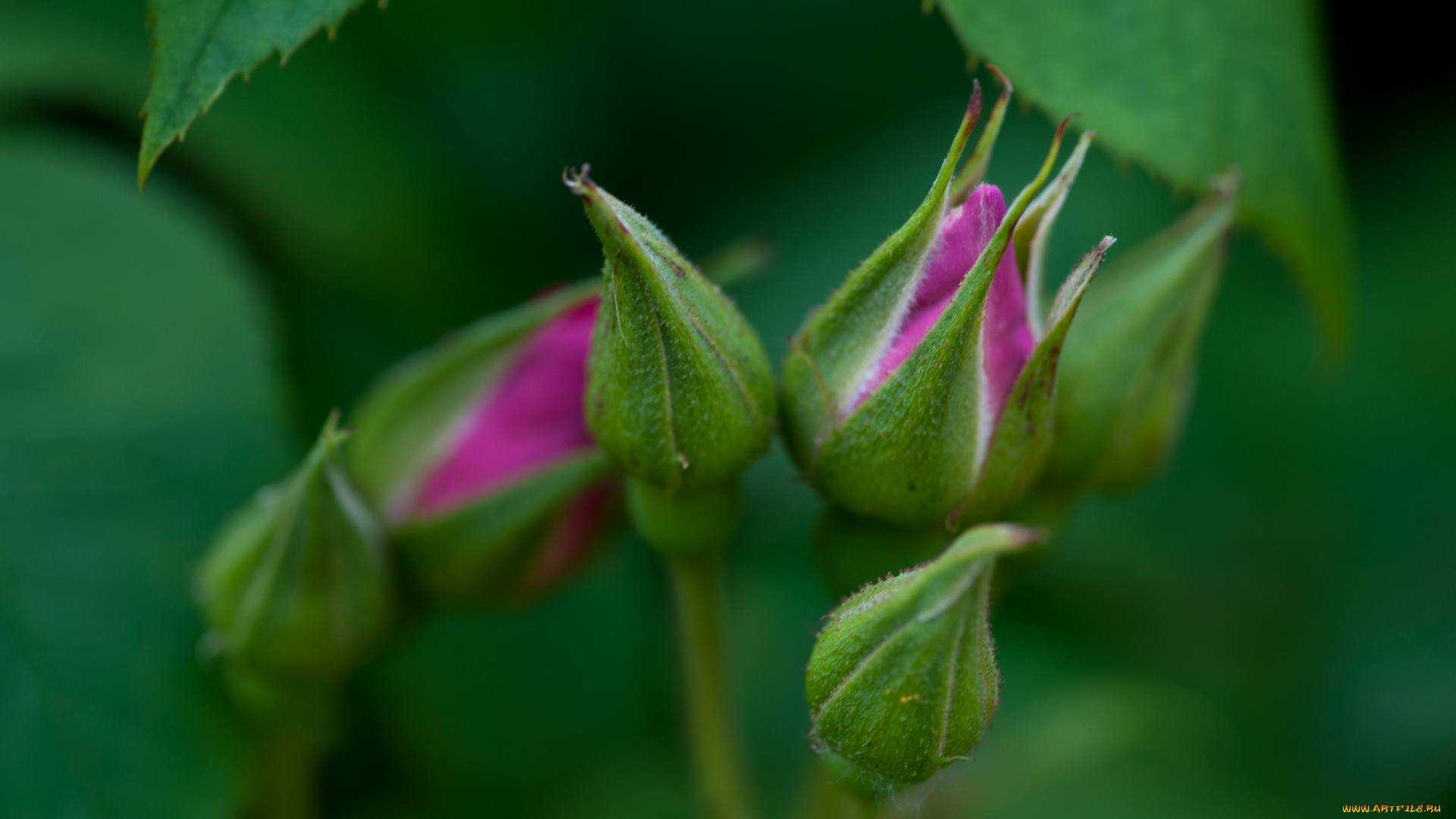 цветы, розы, лиловый, бутоны