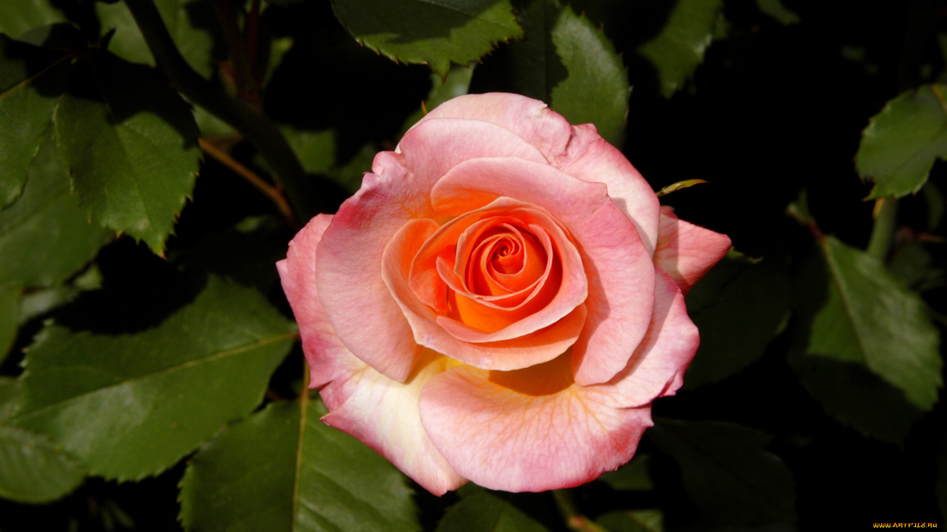 цветы, розы, розовый, лепестки