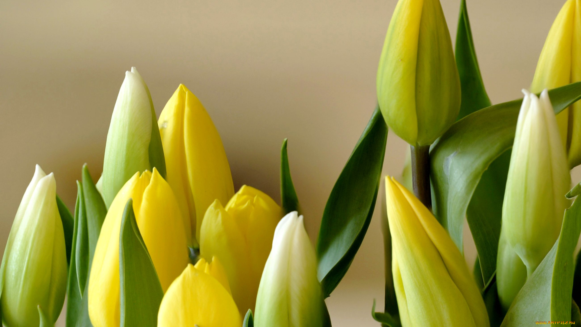 цветы, тюльпаны, бутоны, желтый