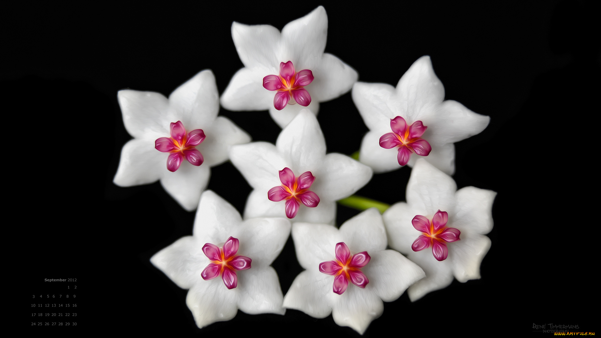 календари, цветы, хойя