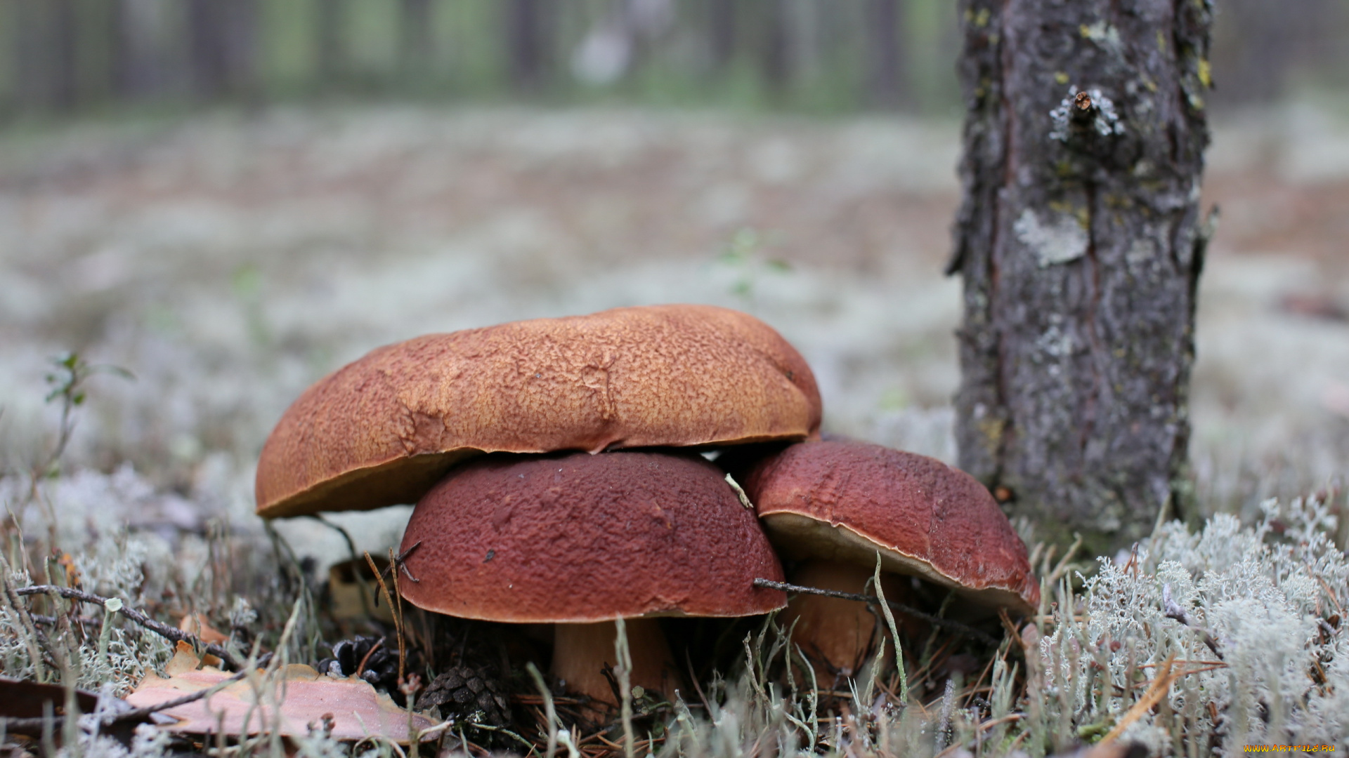 природа, грибы, лес