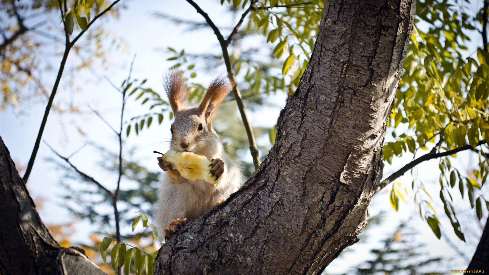 животные, белки, ствол, кора, груша, лапы, ветки, дерево, уши, еда, белка