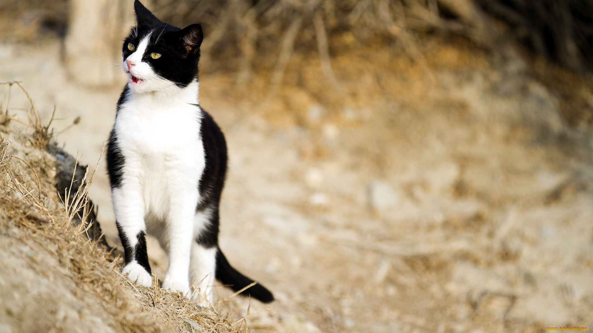 животные, коты, природа, кошка, фон