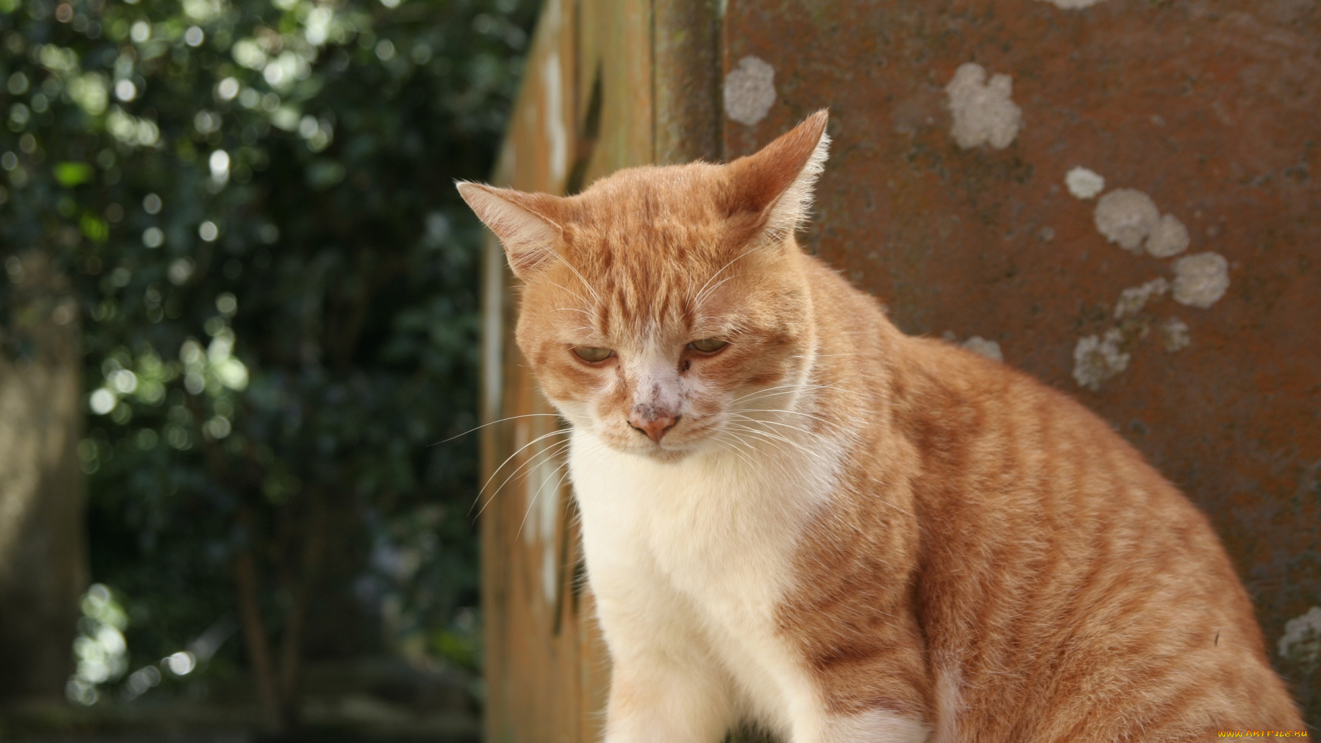 животные, коты, рыжий, кот, кошка