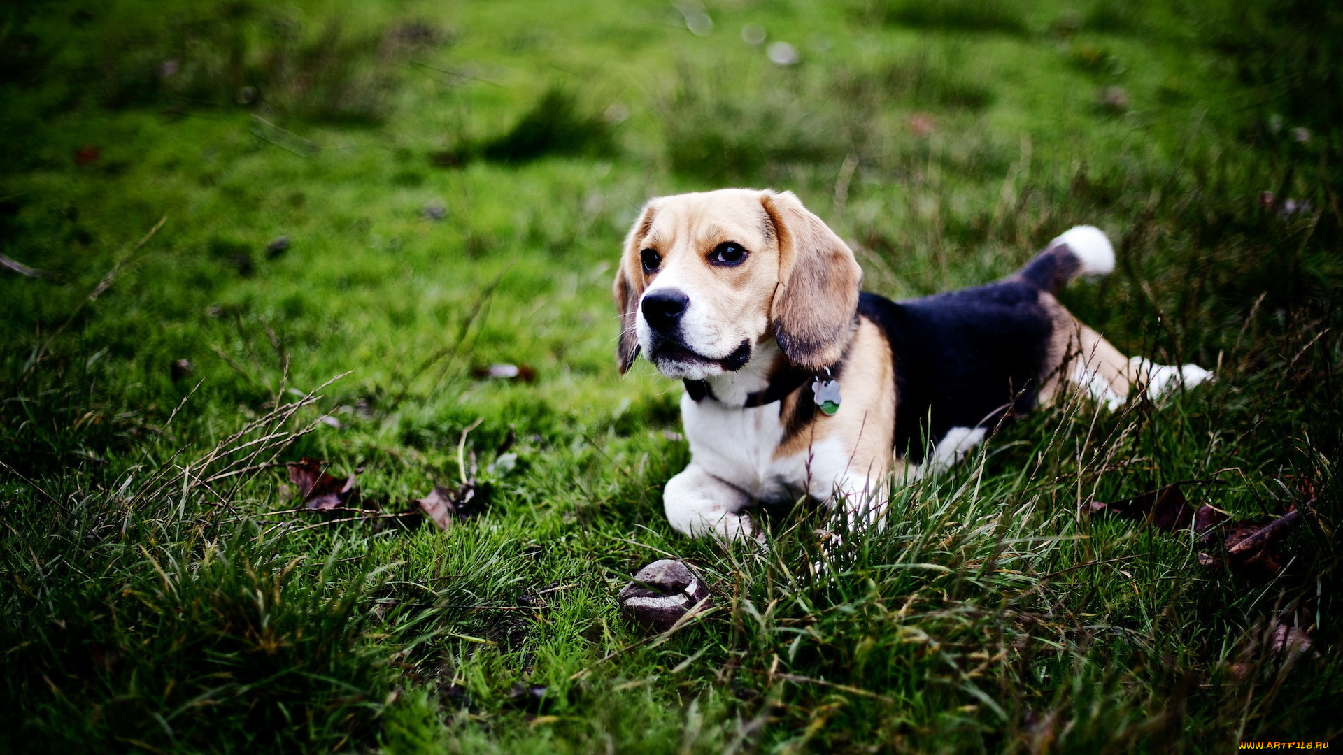 животные, собаки, собака, бигль