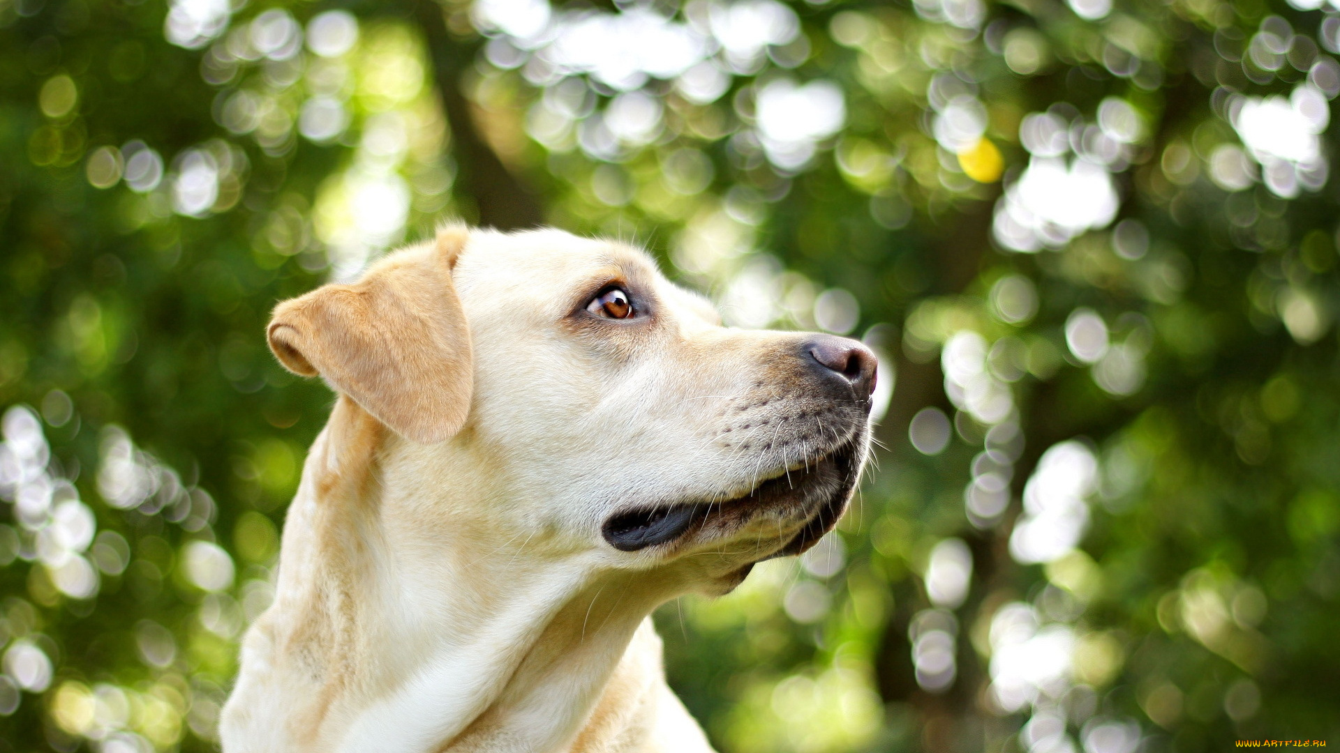 животные, собаки, взгляд, собака, друг