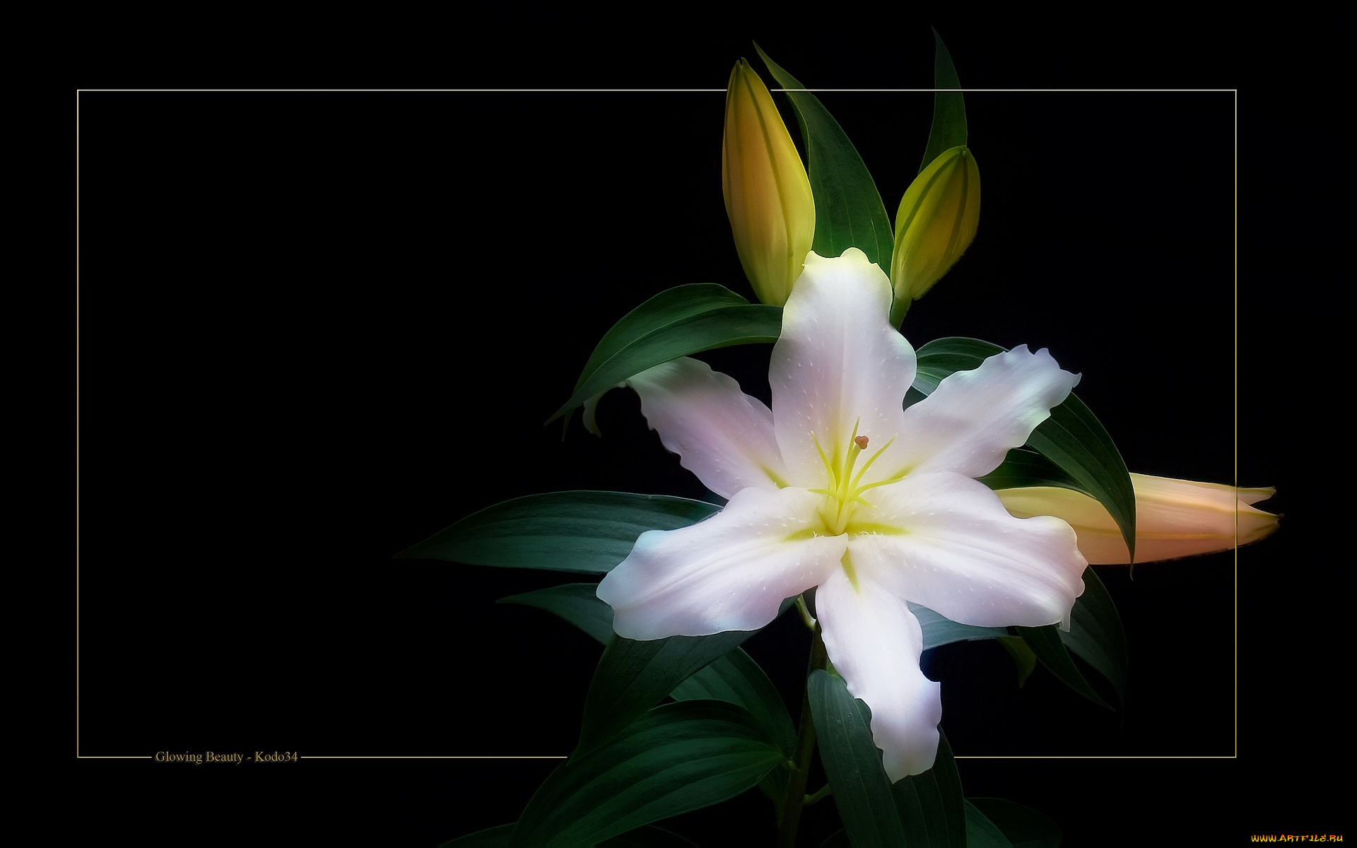 цветы, лилии, лилейники