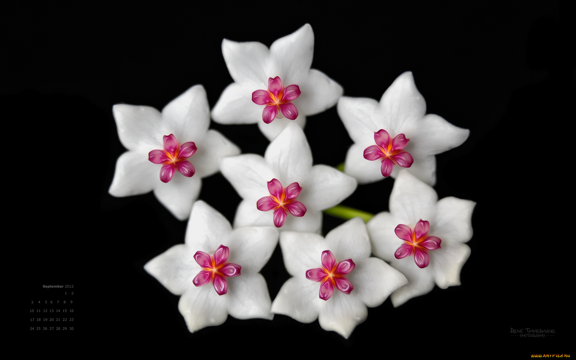 календари, цветы, хойя