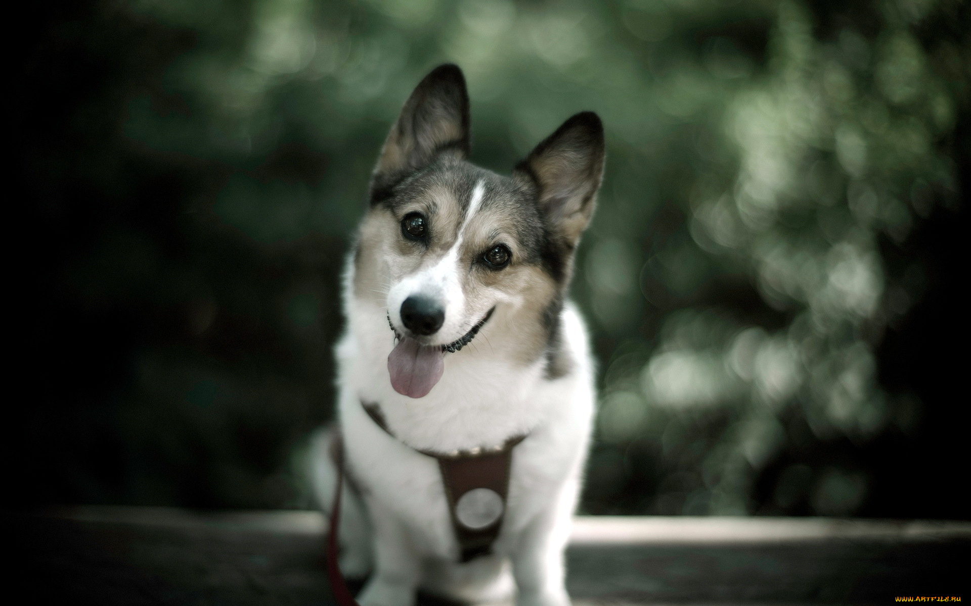 животные, собаки, взгляд, собака