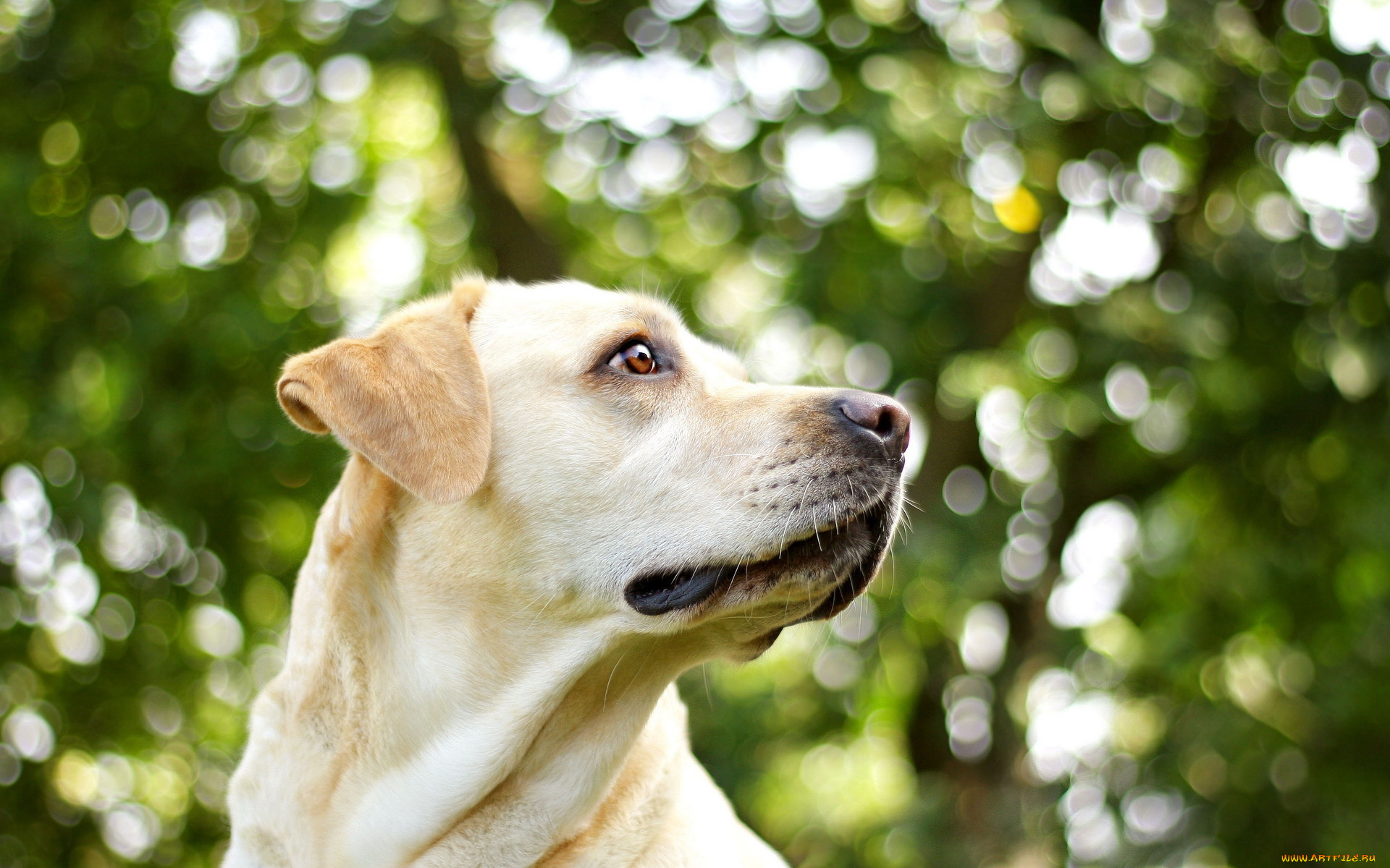 животные, собаки, взгляд, собака, друг