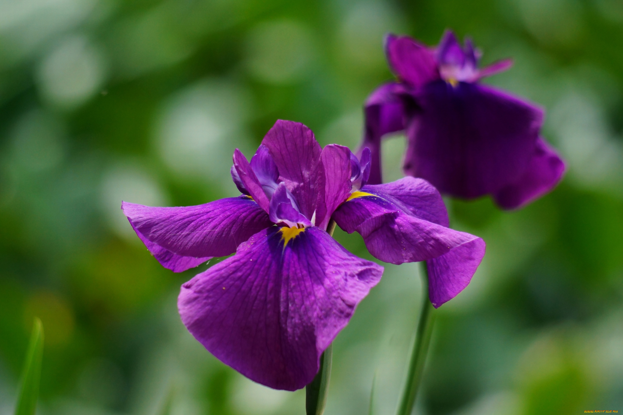 цветы, ирисы, лиловый