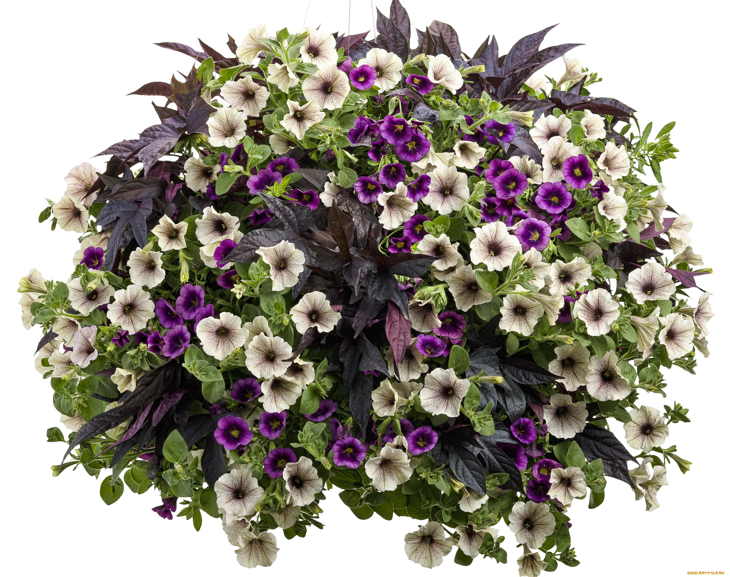 цветы, петунии, калибрахоа, calibrachoa