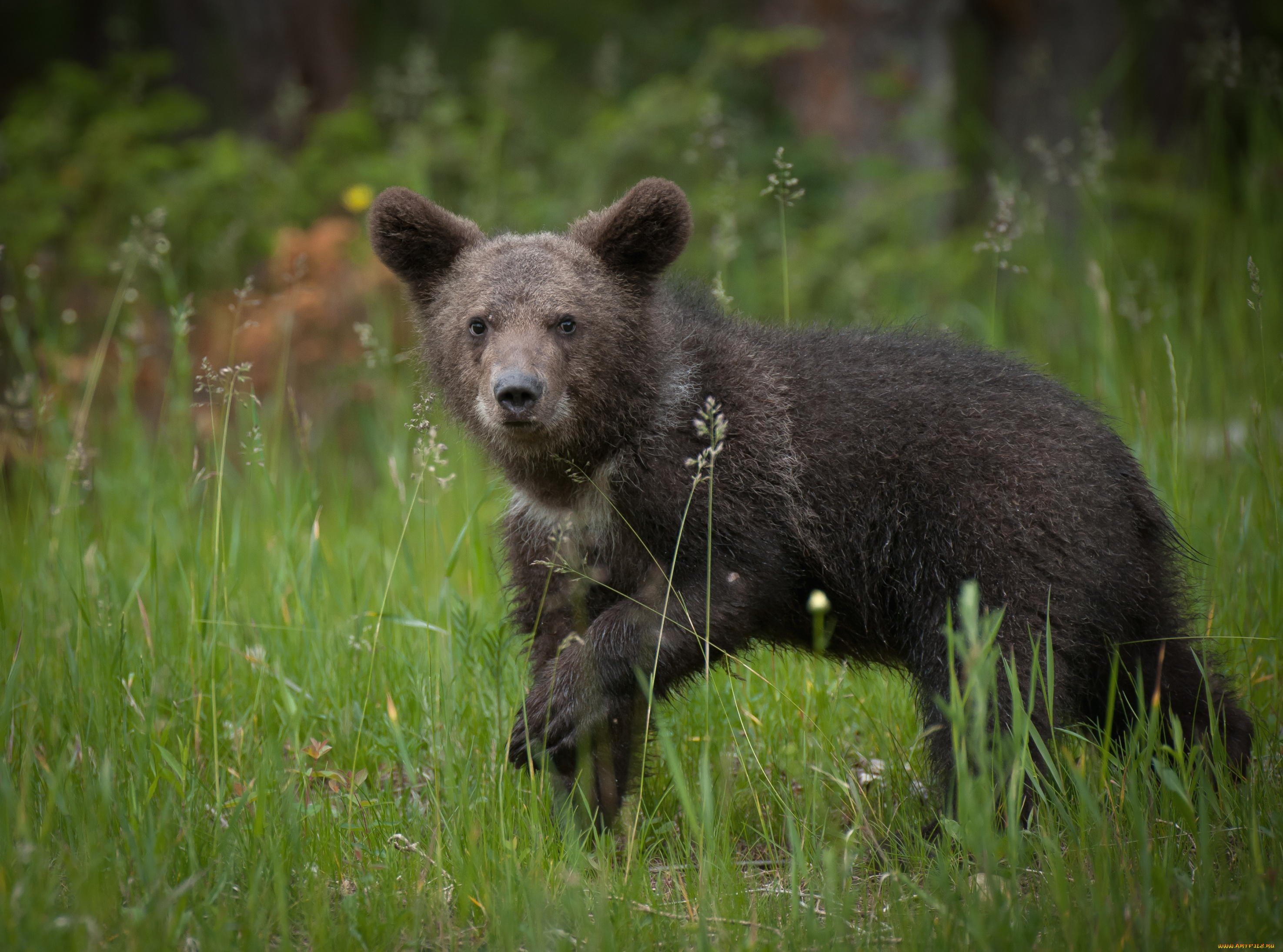 животные, медведи, медвежонок