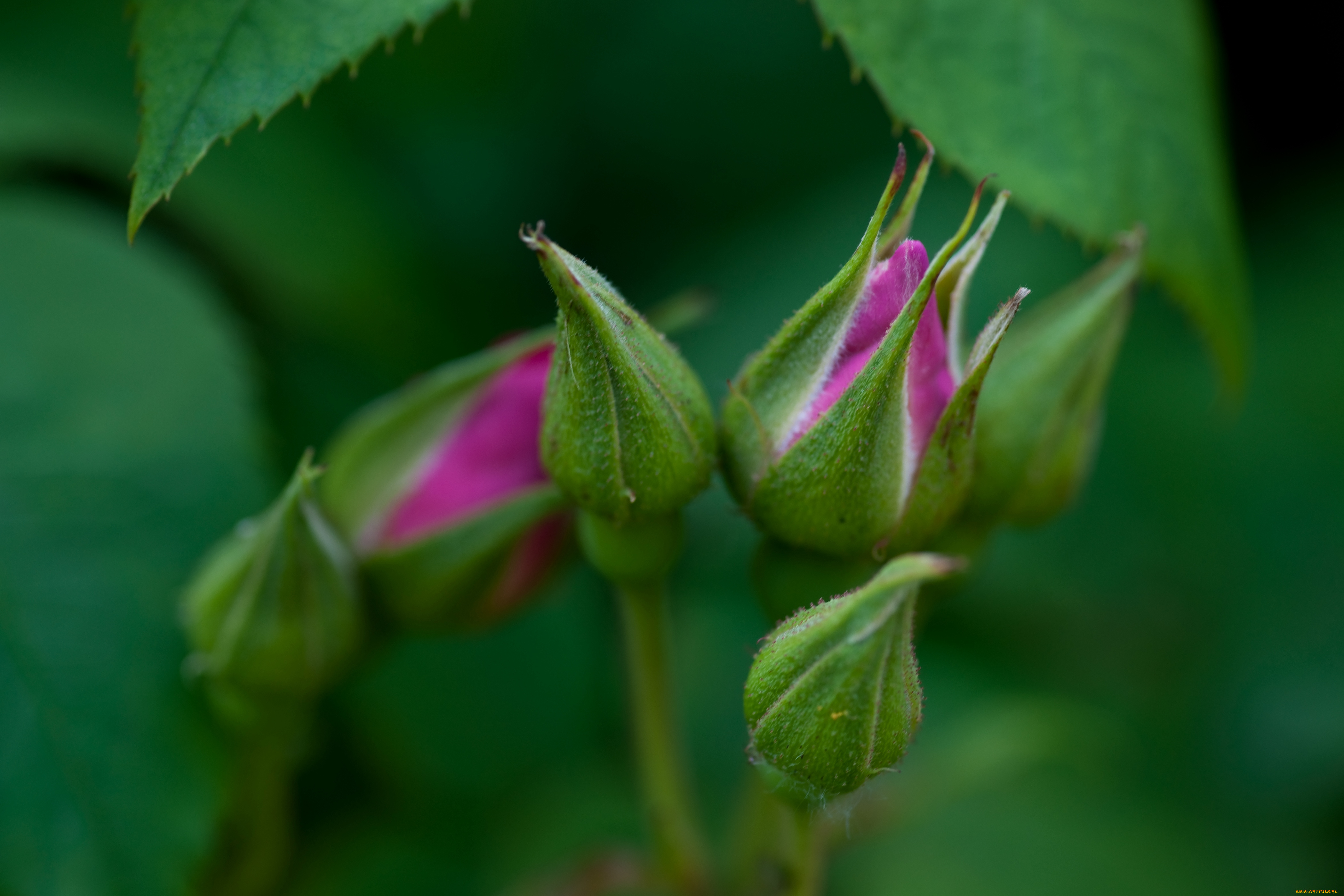цветы, розы, лиловый, бутоны