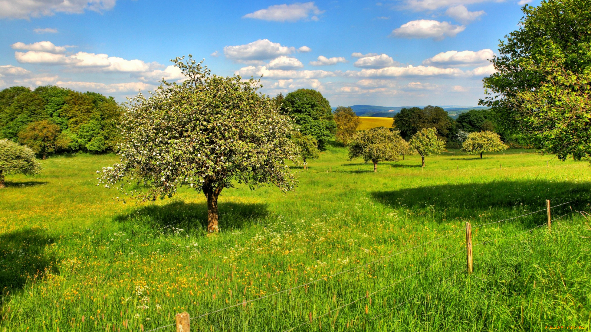 природа, деревья, трава, изгородь, поле