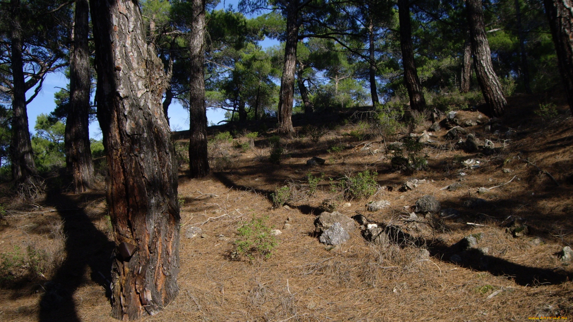 природа, лес, стволы, земля, сосны