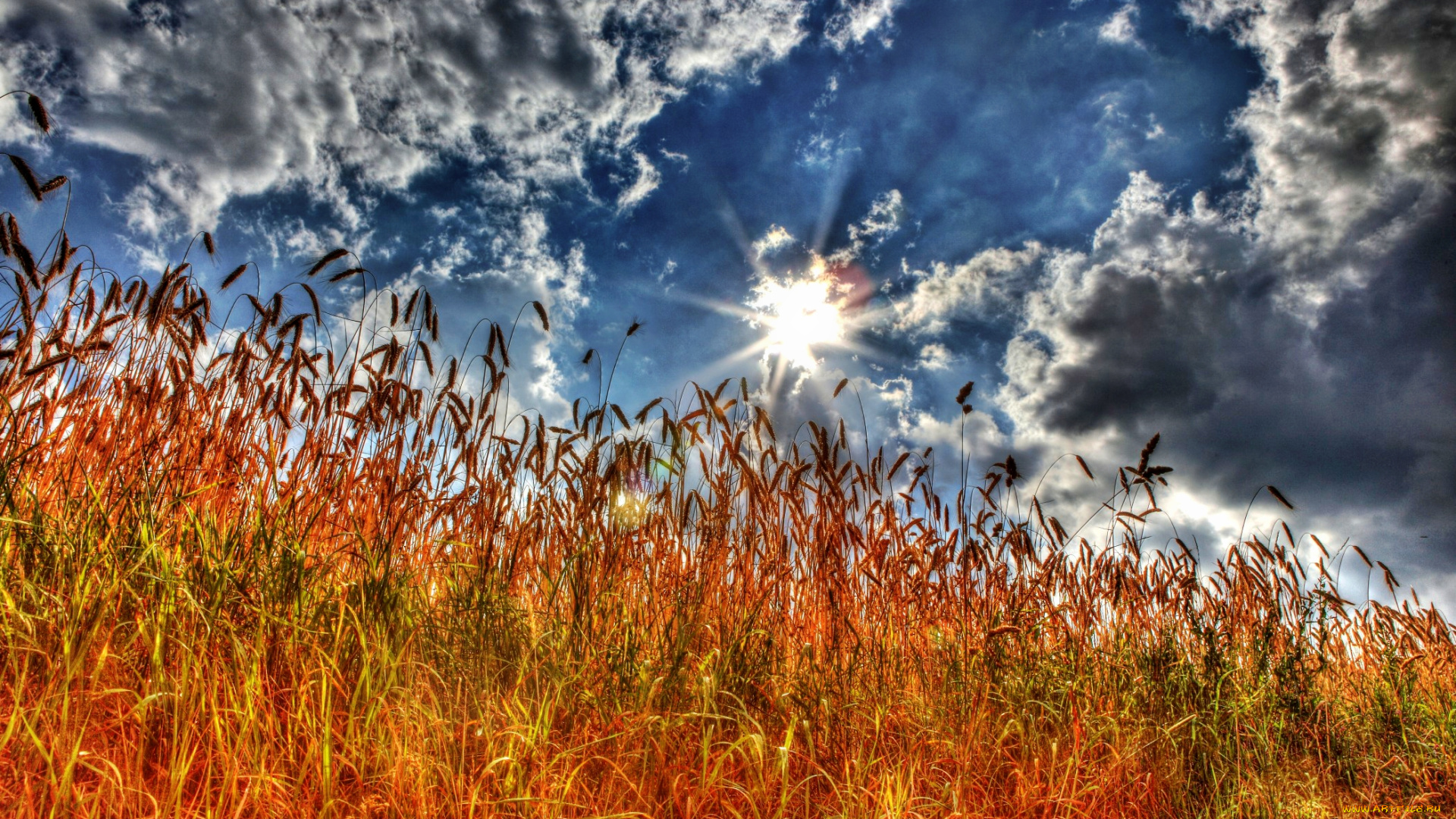 природа, пейзажи, солнце, облака, колосья, поле