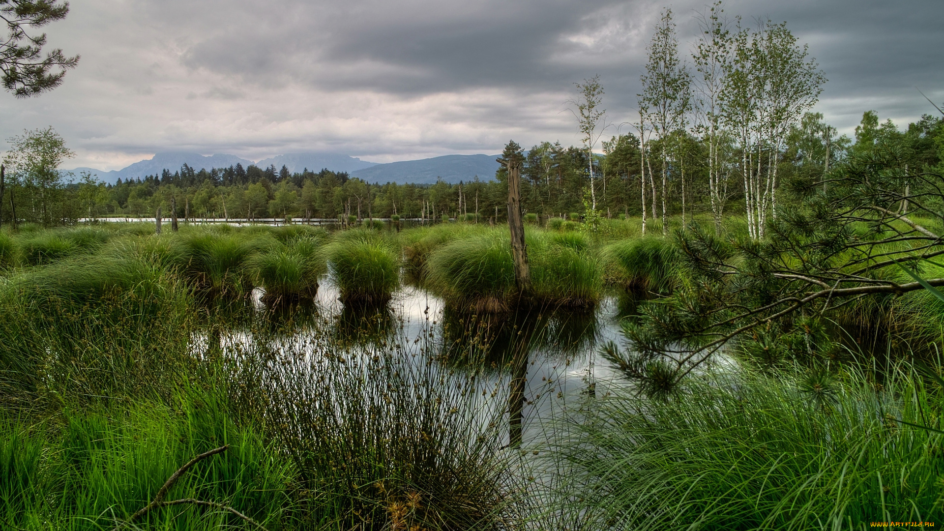 природа, реки, озера, болото, кочки, трава, деревья, вода