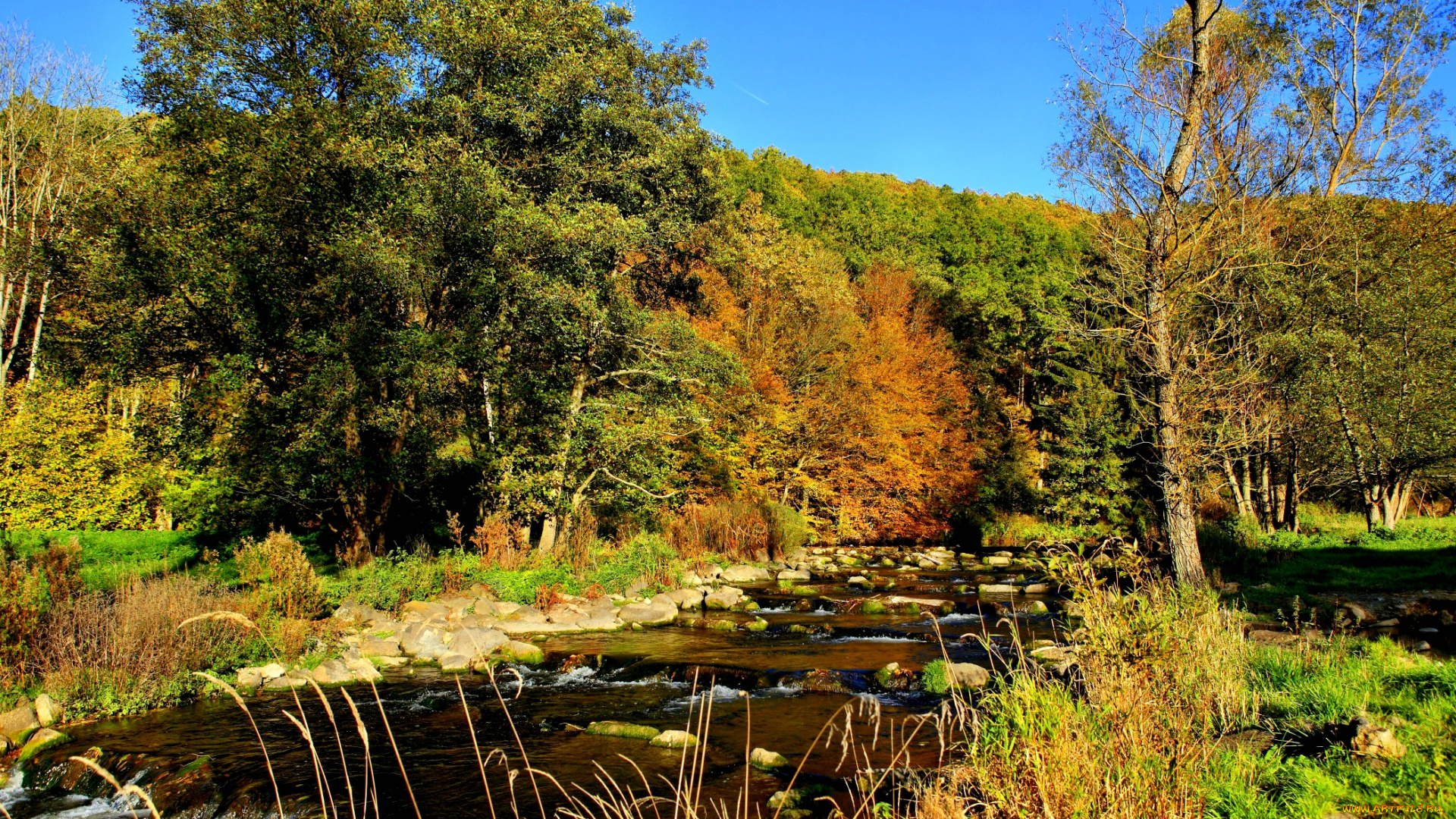 природа, реки, озера, лес, река, камни, трава
