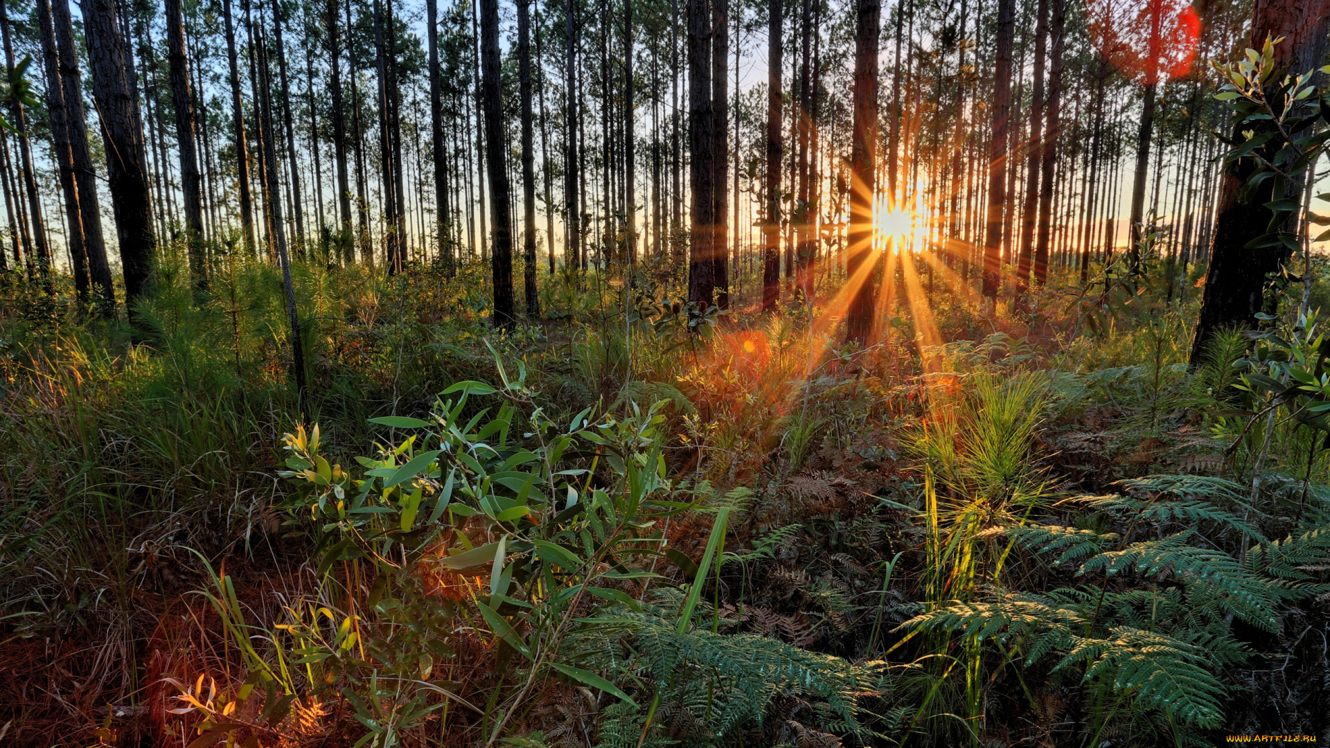 природа, восходы, закаты, лучи, солнце, лес, стволы, трава, папоротники