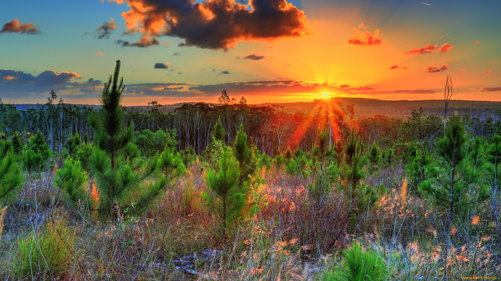 природа, восходы, закаты, свет, трава, облака, солнце, лес, посадки, сосны