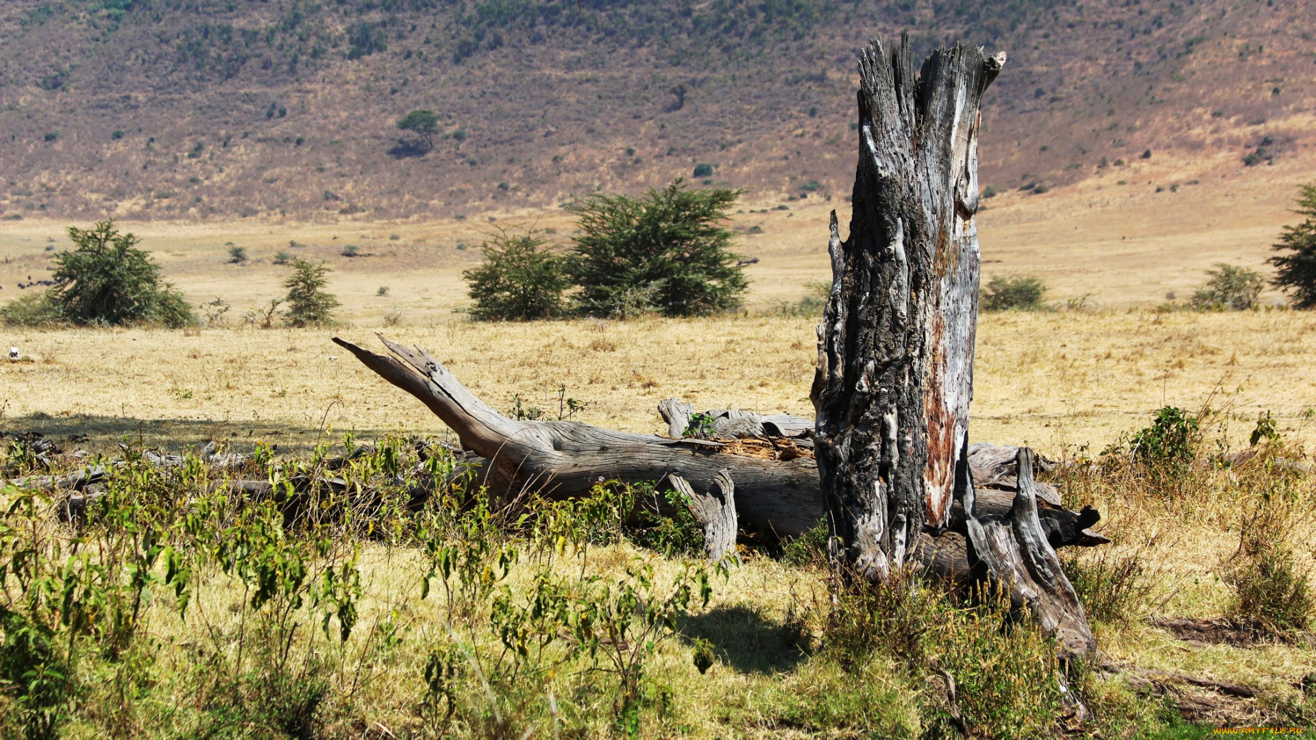 tanzania, ngorongoro, np, природа, другое, африка, трава, коряга, саванна