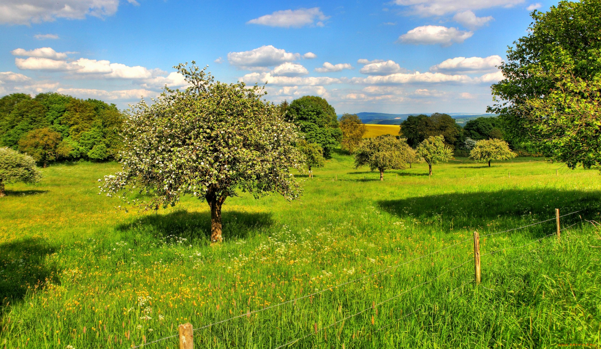 природа, деревья, трава, изгородь, поле
