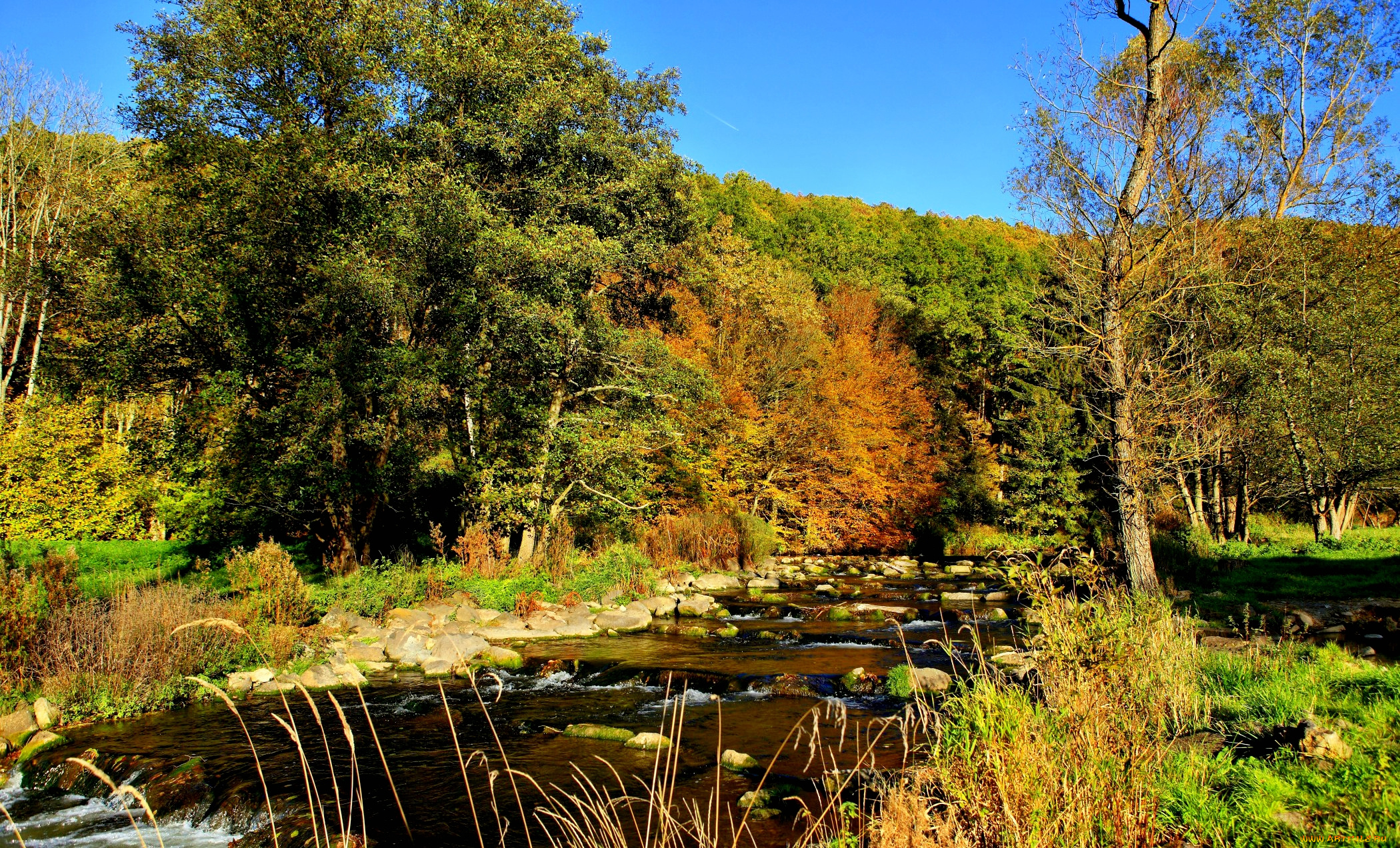 природа, реки, озера, лес, река, камни, трава