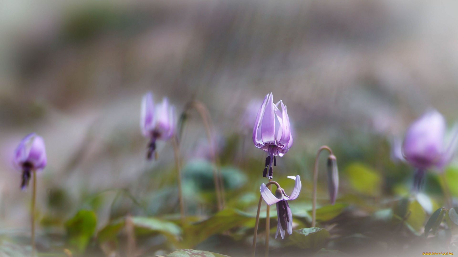 цветы, фиалки, violet, фиолетовая, фиалка, purple