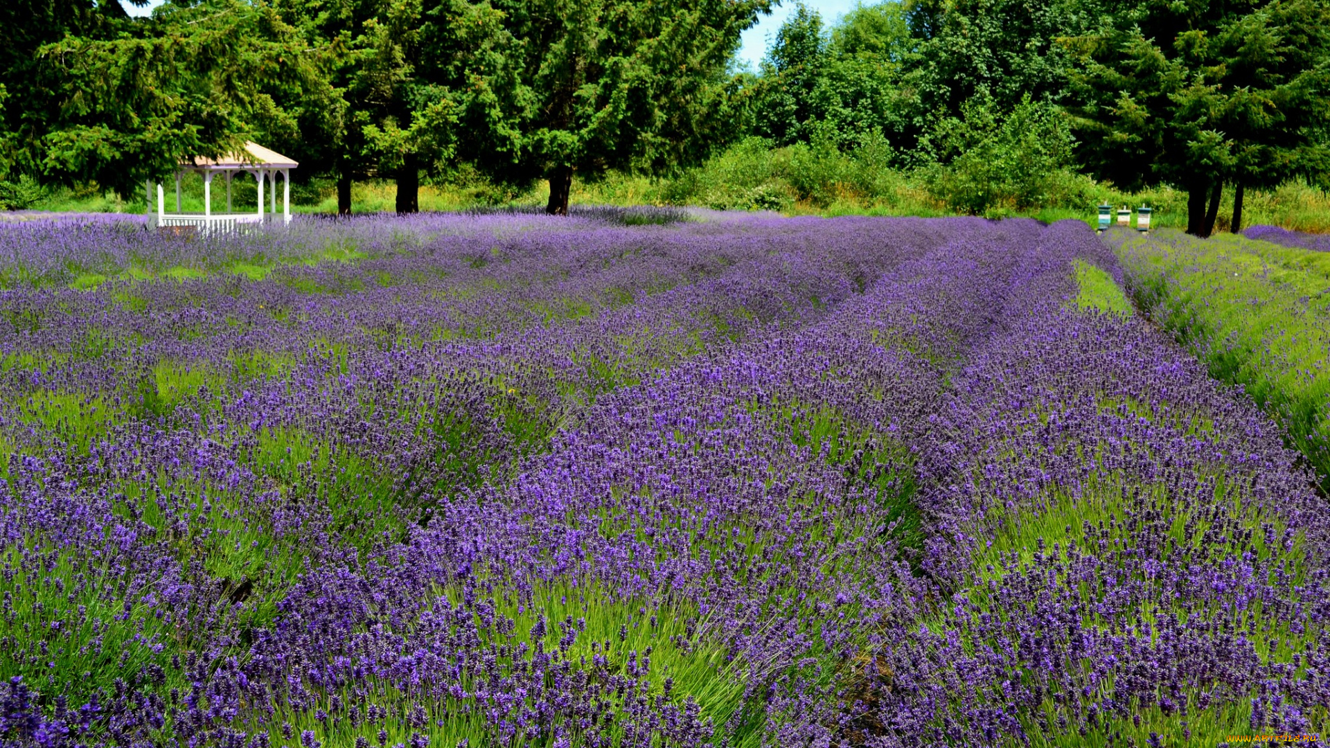 цветы, лаванда, цветение