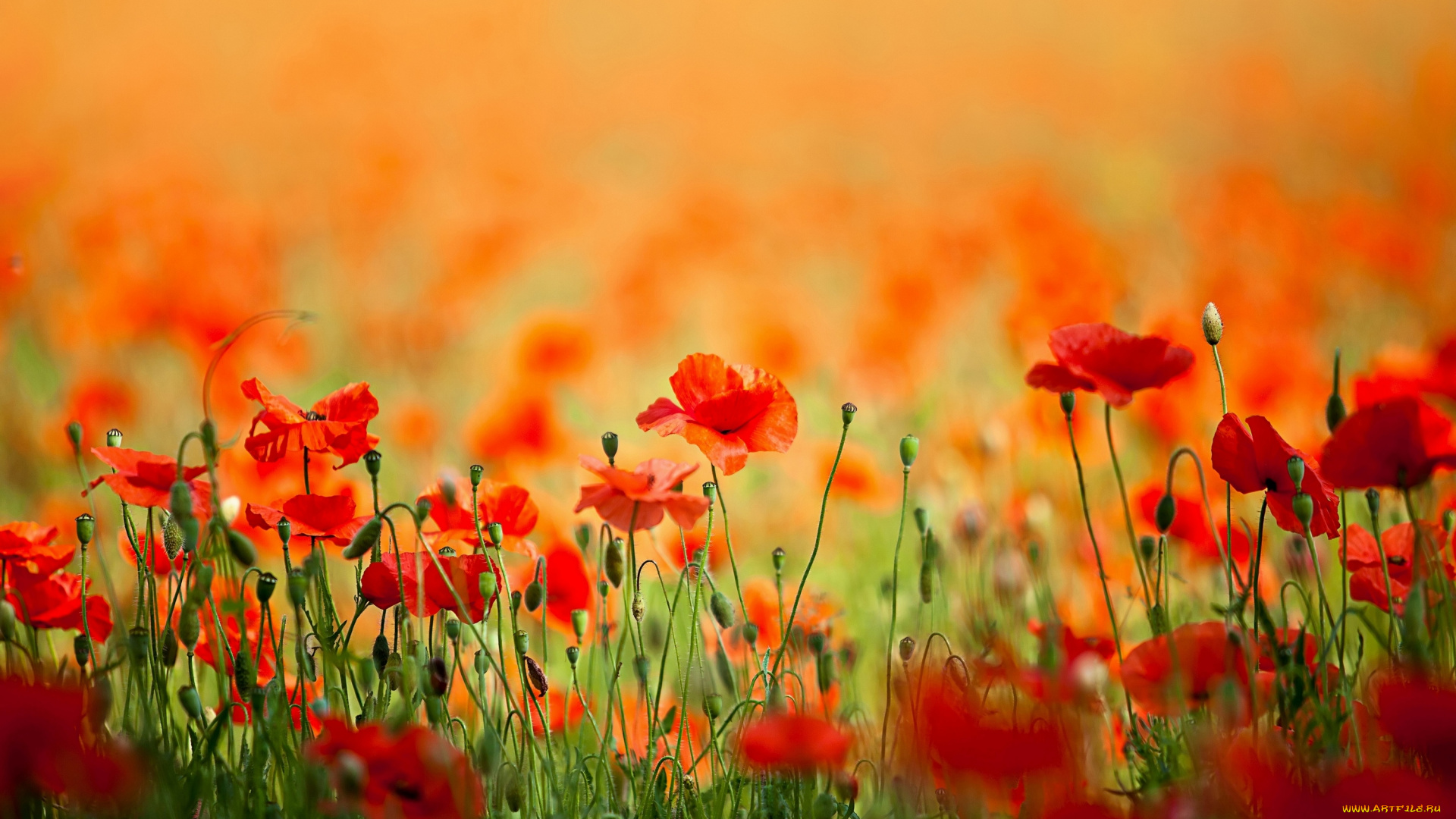 цветы, маки, лепестки, поле, весна, природа