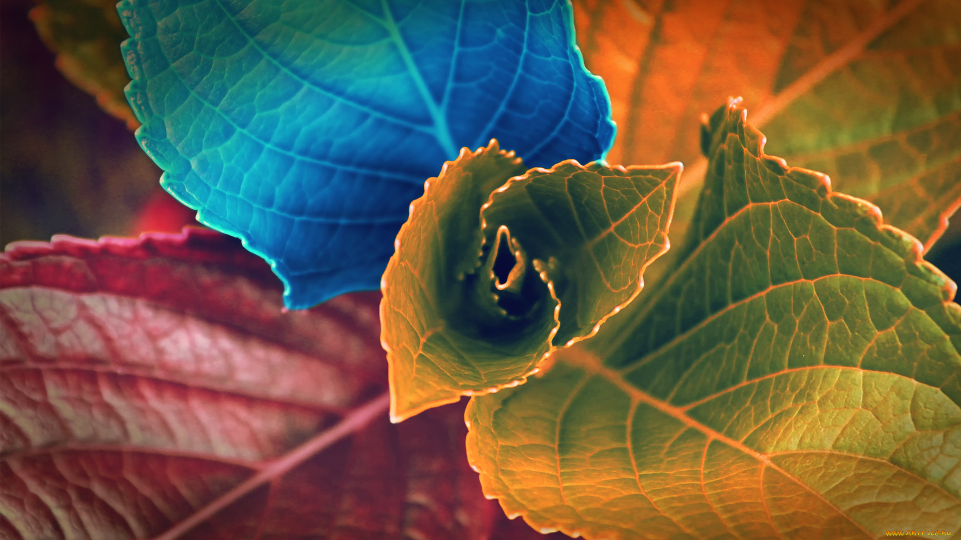 разное, компьютерный, дизайн, цвета, листья, растение