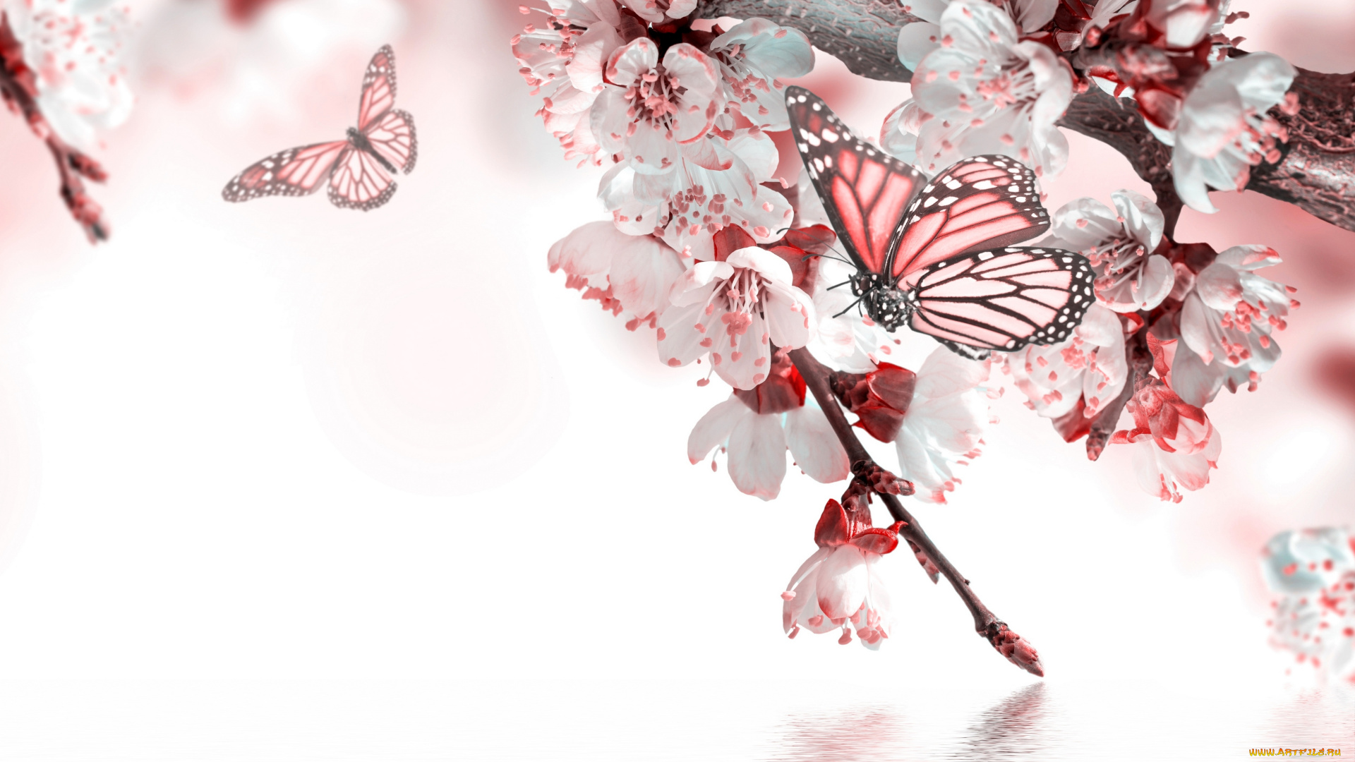 разное, компьютерный, дизайн, вода, бабочка, весна, цветение, цветочки, веточки