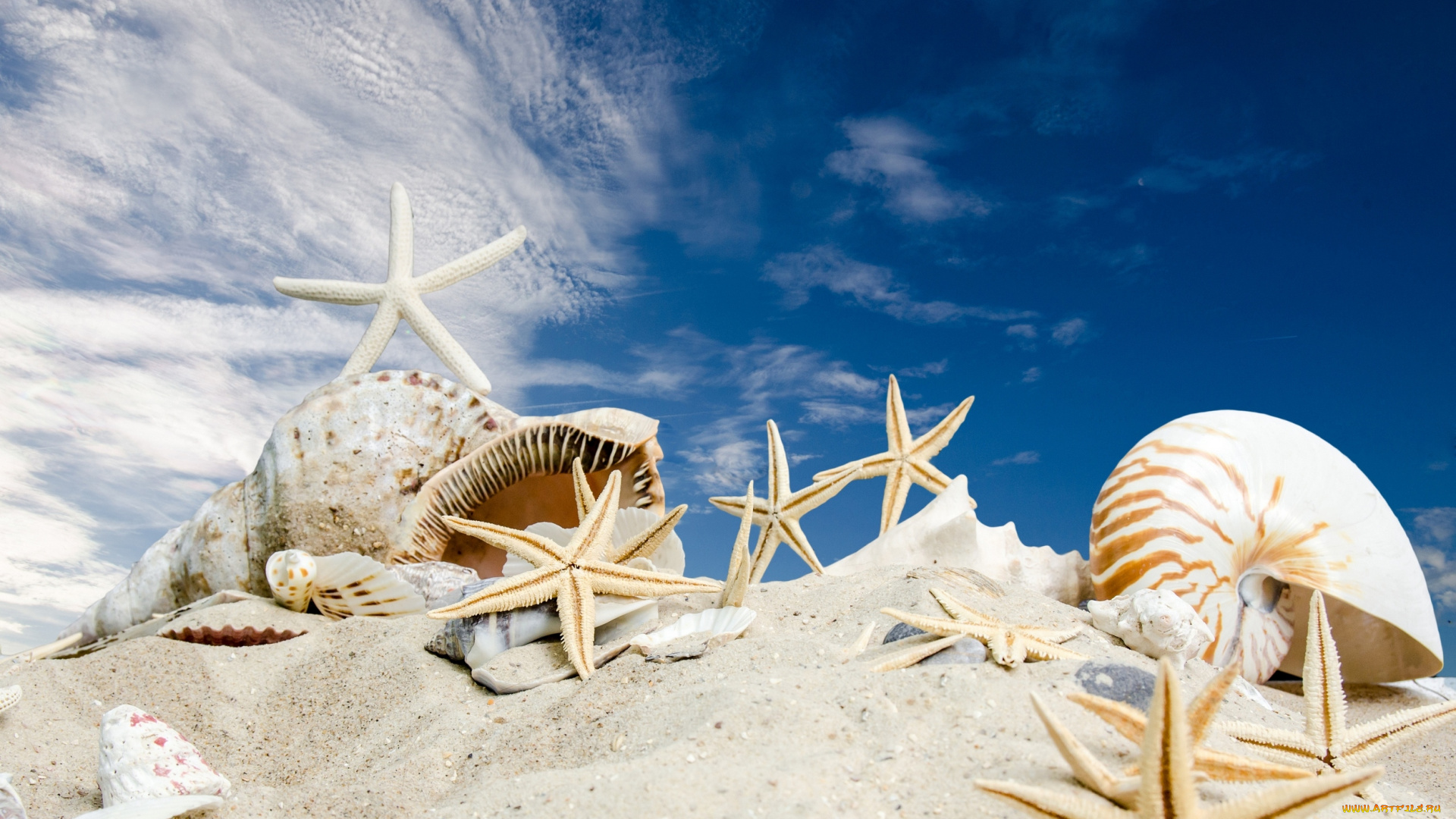 разное, ракушки, , кораллы, , декоративные, и, spa-камни, sky, sand, summer, sunshine, seashells, sea, beach, starfishes, песок, звезды, пляж, море, солнце