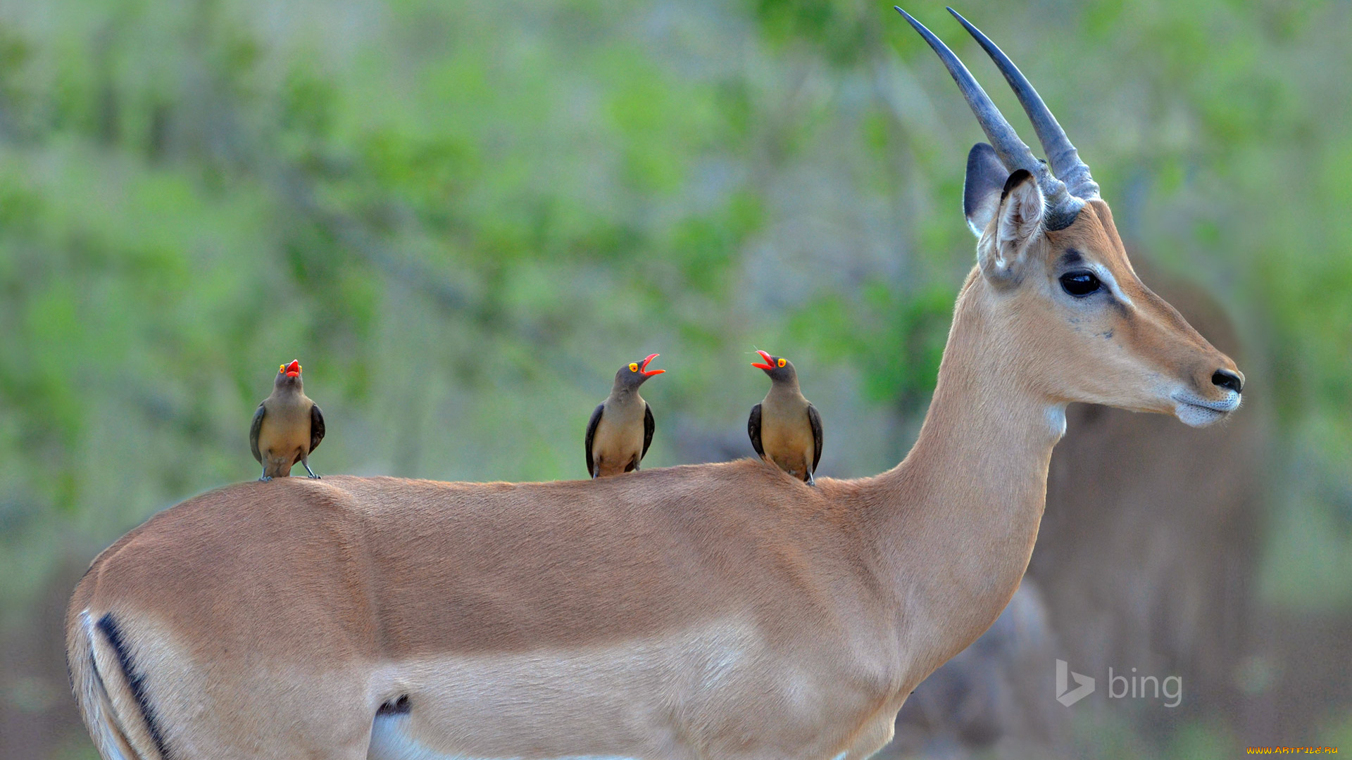 животные, антилопы, взгляд, рога