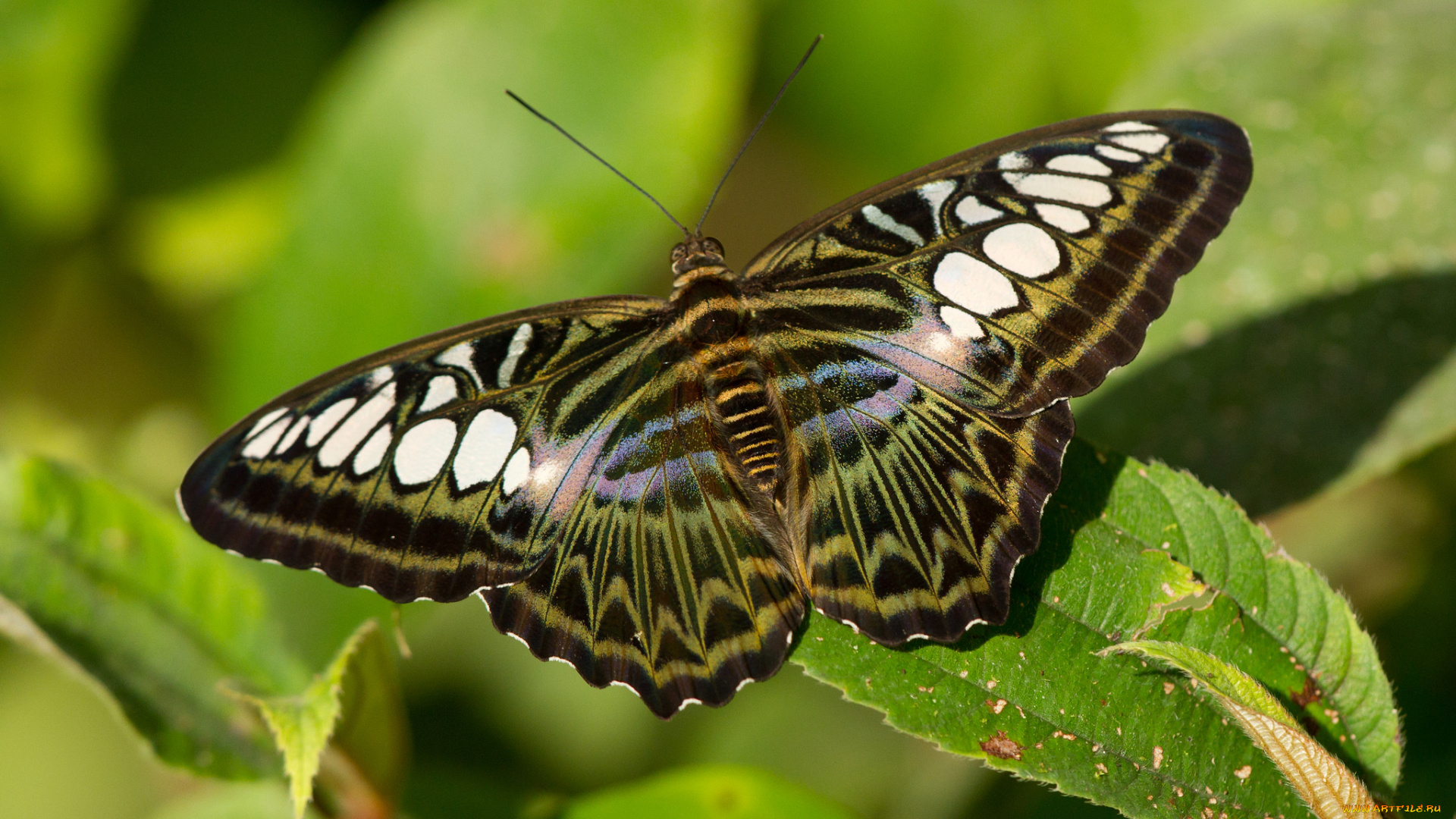 животные, бабочки, бабочка