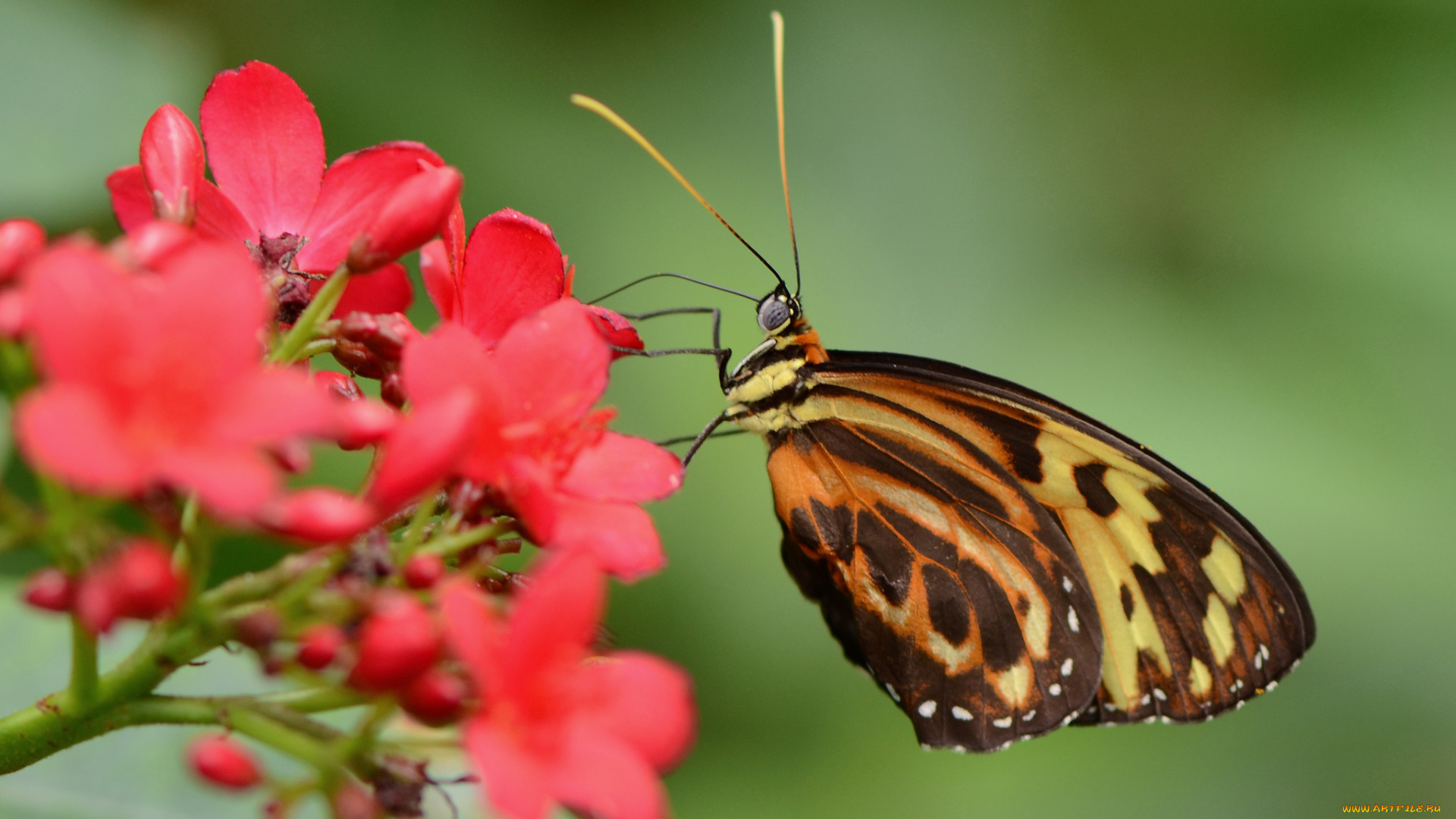 животные, бабочки, бабочка, красные, зелёный, фон, цветы