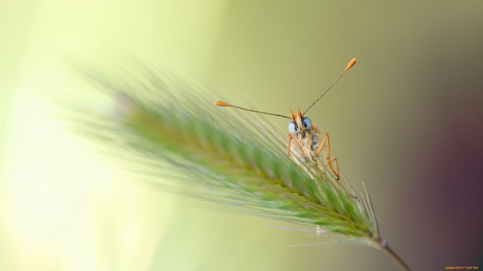 животные, бабочки, взгляд, бабочка, усики, колосок, травинка, лапки