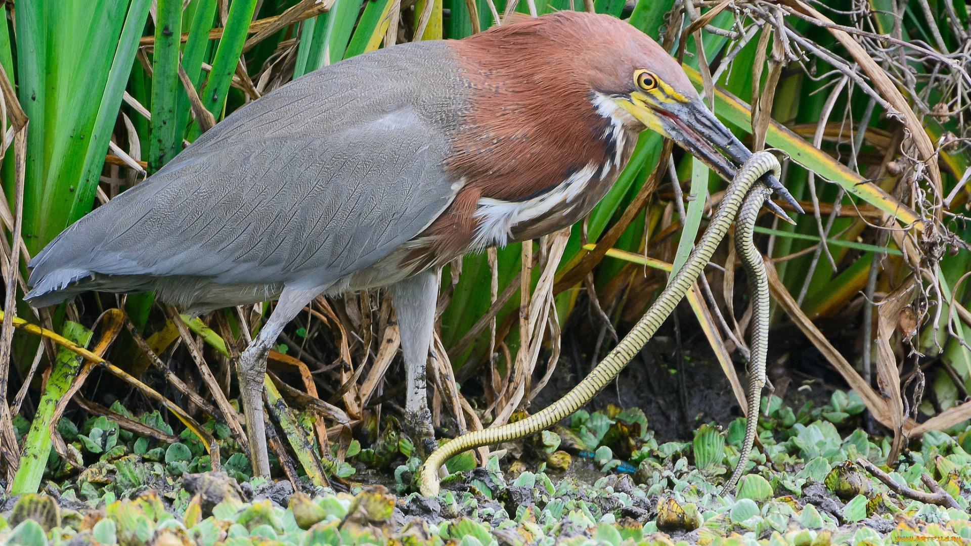 животные, цапли, , выпи, охота, цапля, змея