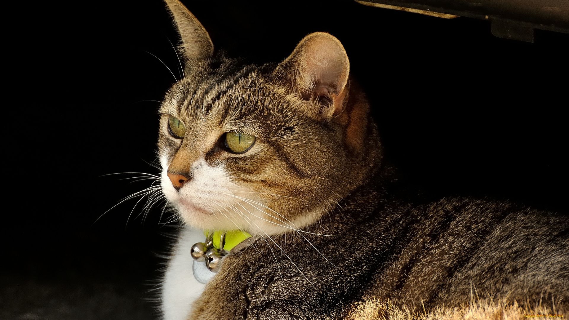 животные, коты, колокольчики, полосатая, киса