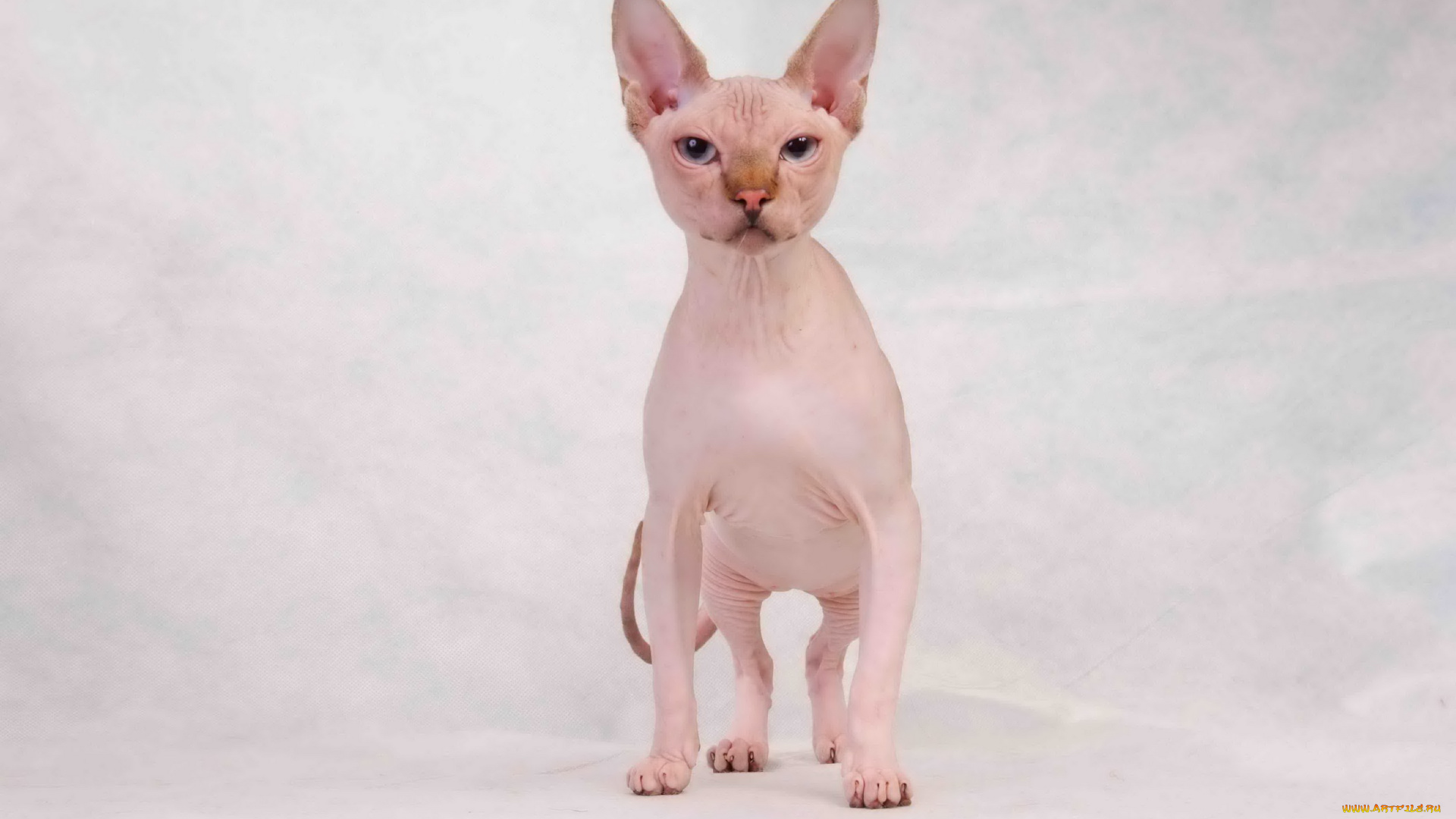 животные, коты, морщины, розовый, сфинкс, кот