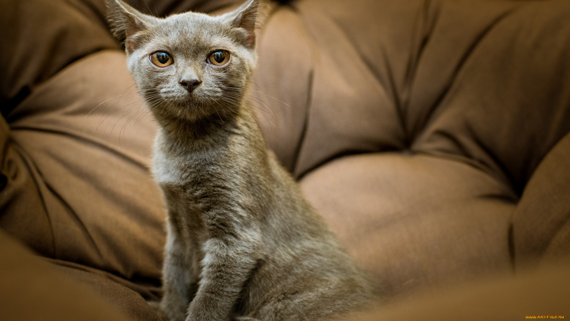 животные, коты, портрет, взгляд, серый, котенок, кошка